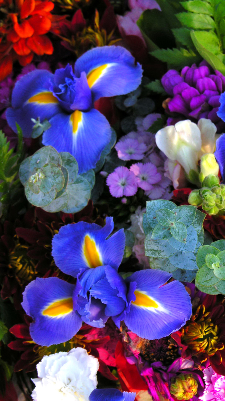 Handy-Wallpaper Natur, Blumen, Blume, Rote Blume, Erde/natur, Pinke Blume, Blaue Blume kostenlos herunterladen.