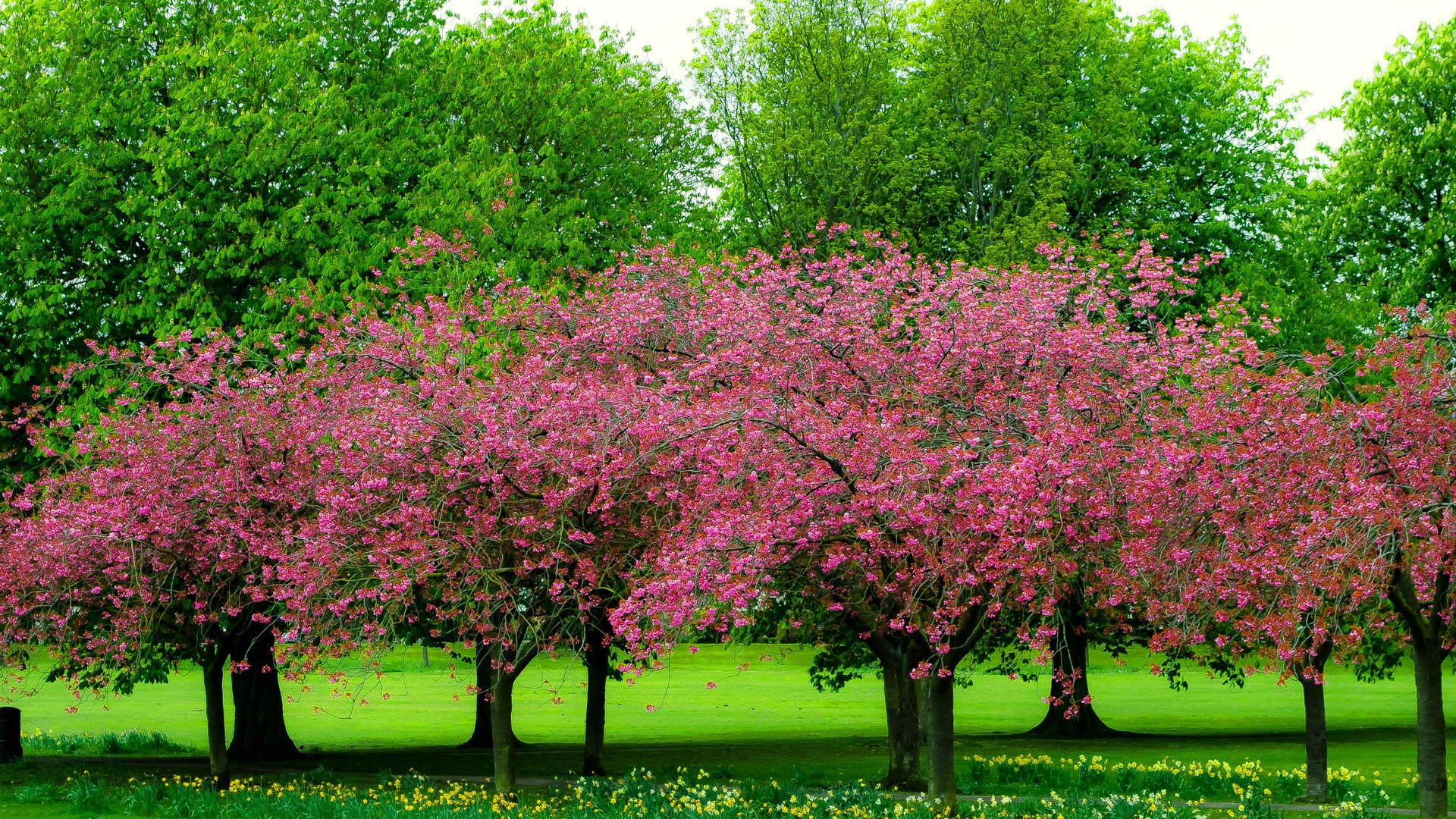 Скачать картинку Парк, Дерево, Зеленый, Весна, Цветущие, Земля/природа в телефон бесплатно.