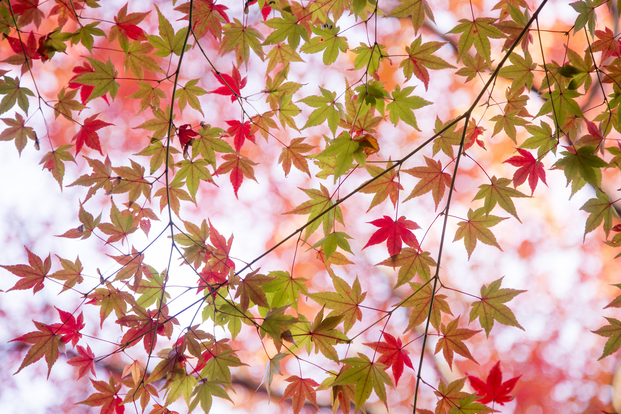 Descarga gratuita de fondo de pantalla para móvil de Naturaleza, Otoño, Hoja, Rama, Tierra/naturaleza.