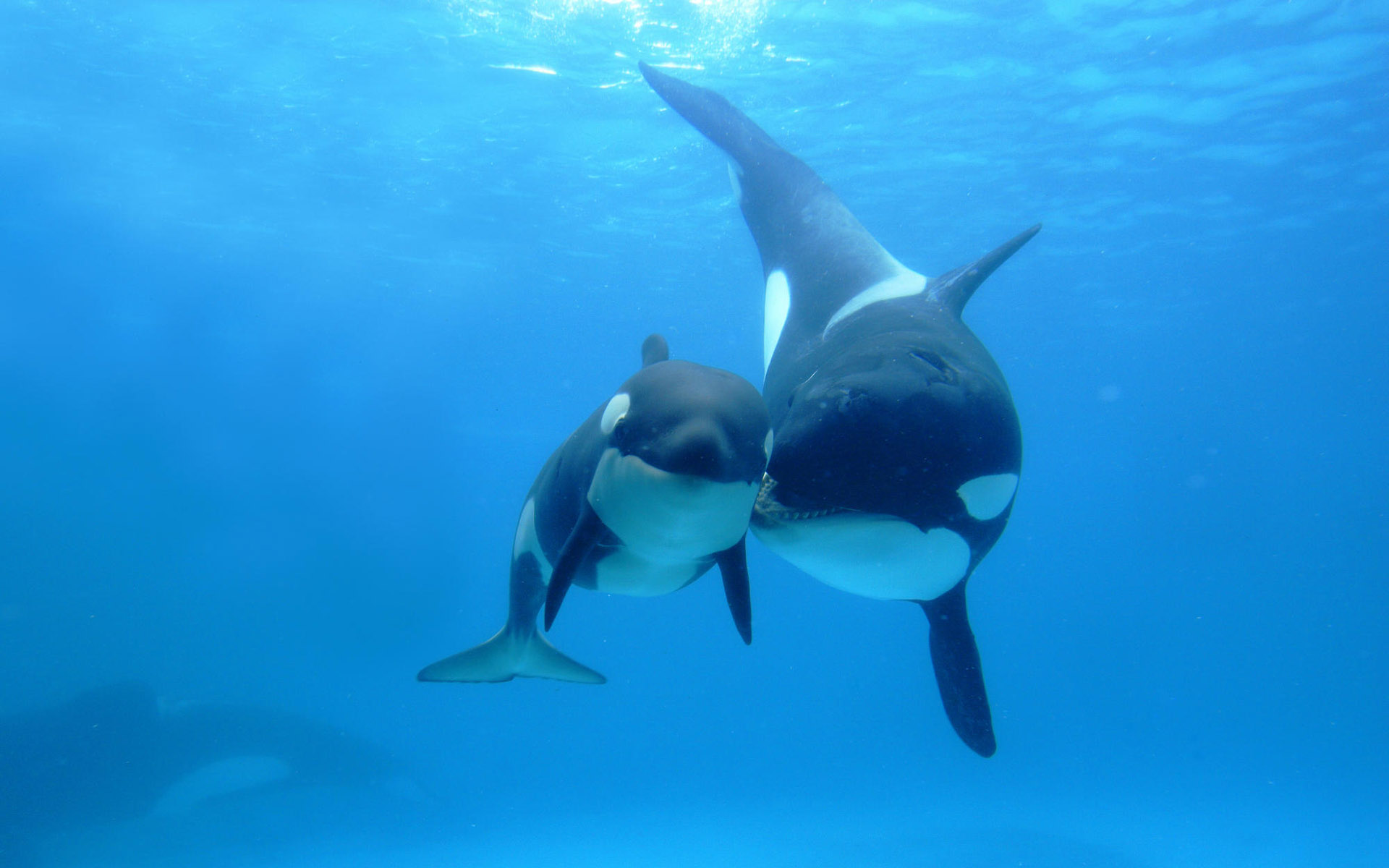 531173 descargar fondo de pantalla bebe animal, orca, animales, ballena, vida marina: protectores de pantalla e imágenes gratis