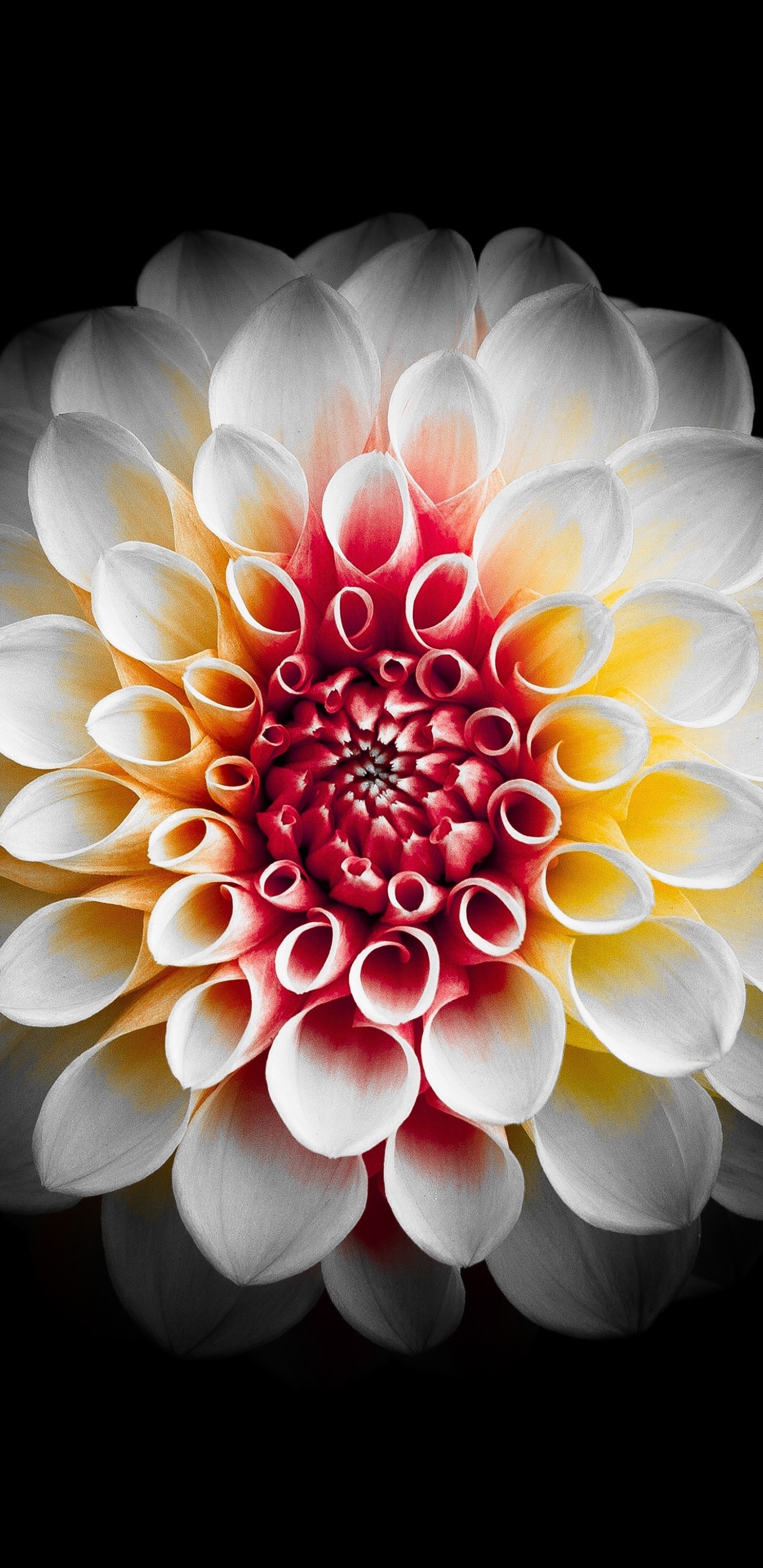 Laden Sie das Blumen, Blume, Dahlien, Weiße Blume, Erde/natur-Bild kostenlos auf Ihren PC-Desktop herunter