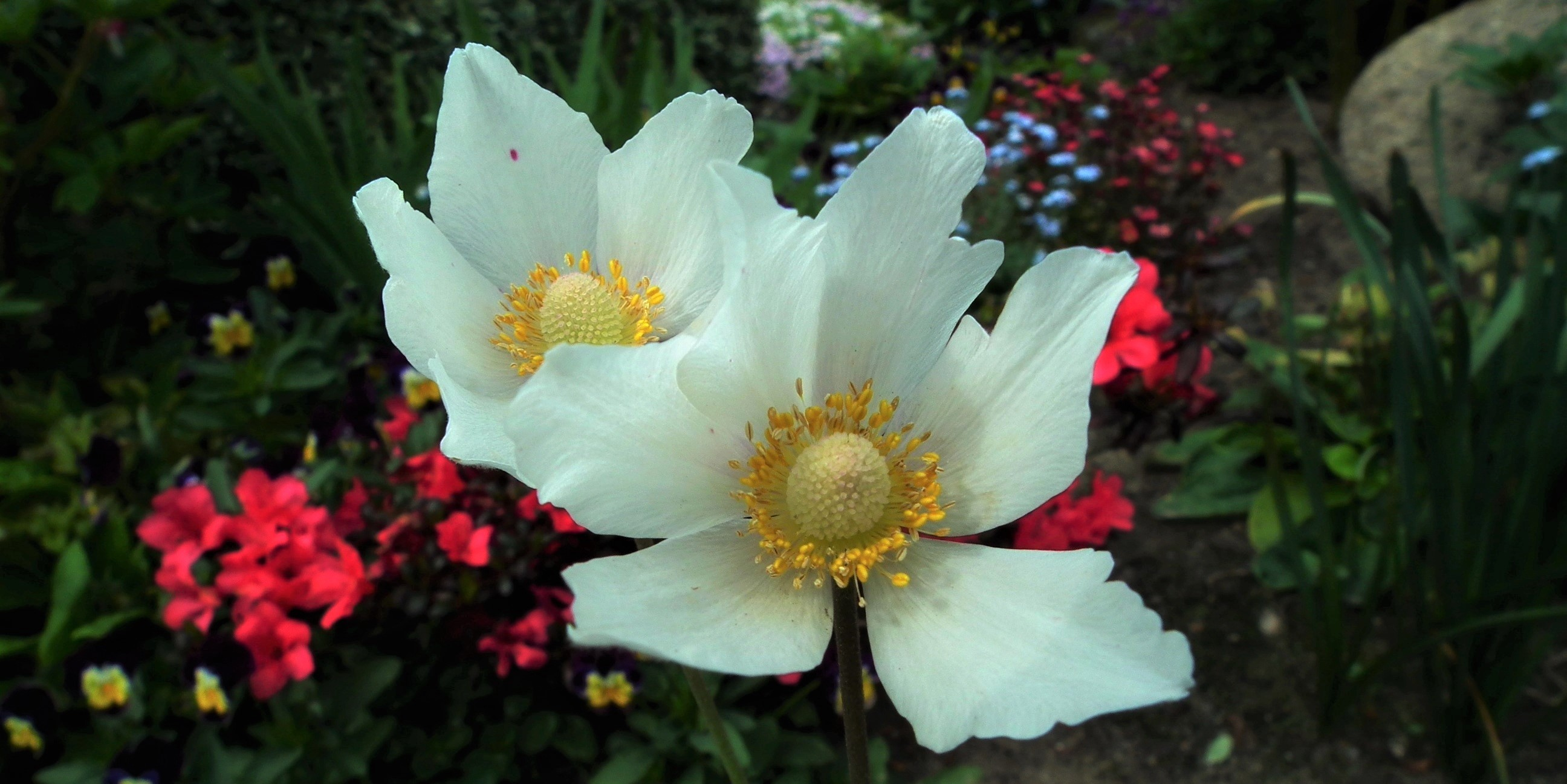 Free download wallpaper Flowers, Flower, Earth, Anemone, White Flower on your PC desktop