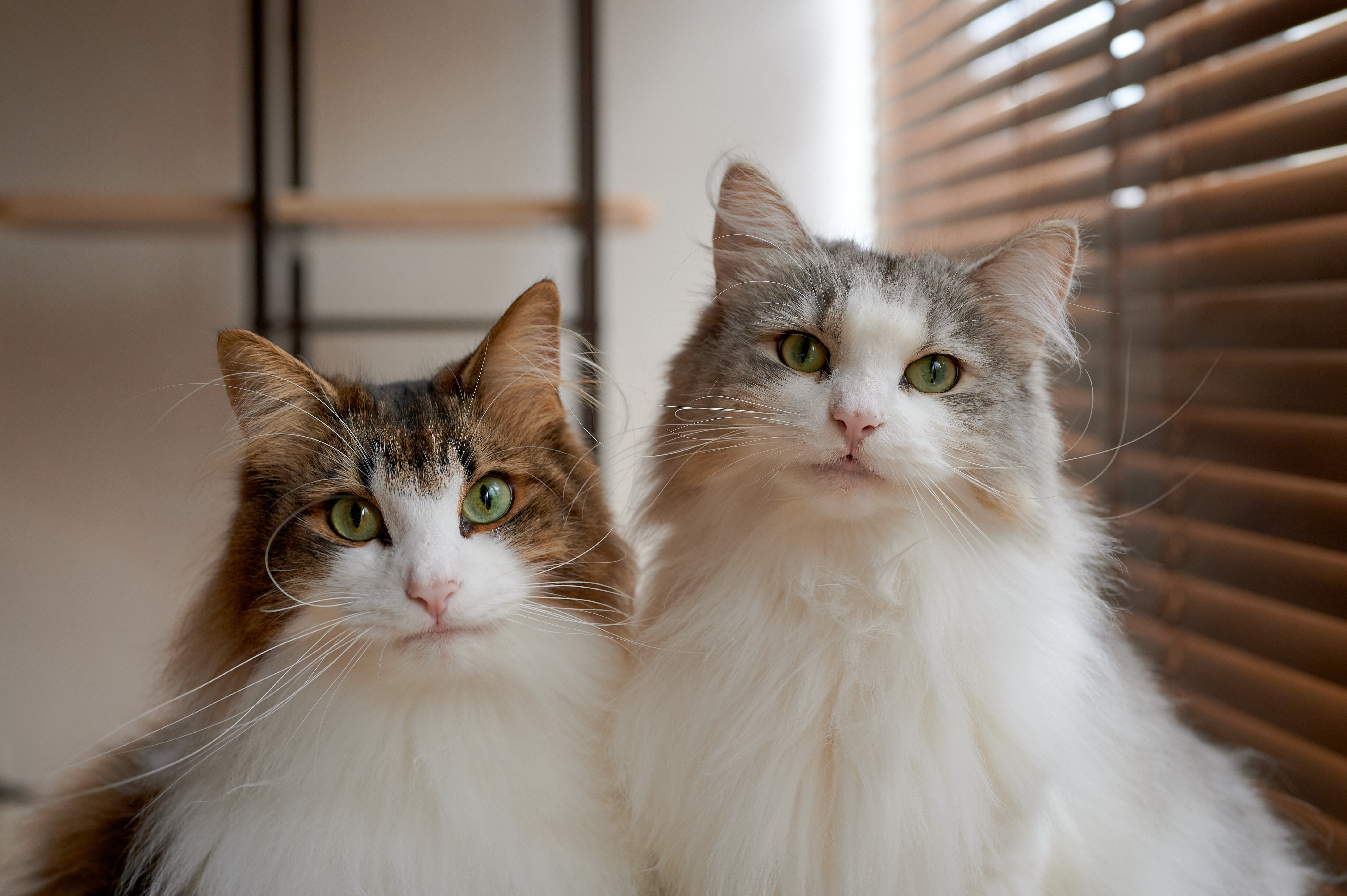 無料モバイル壁紙動物, ネコ, 猫をダウンロードします。