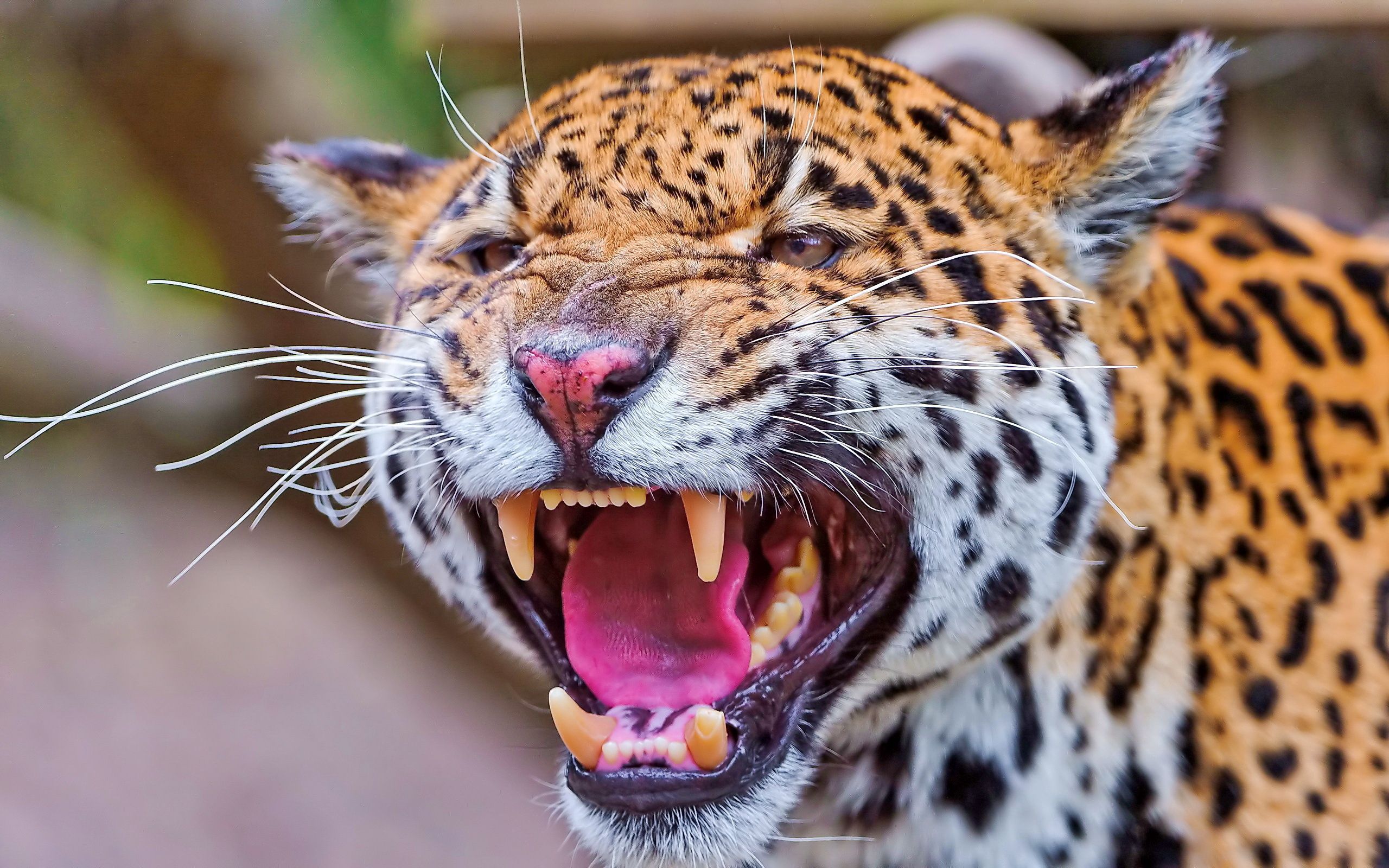 110784 Bild herunterladen tiere, jaguar, grinsen, grin, schnauze, zorn, wut - Hintergrundbilder und Bildschirmschoner kostenlos