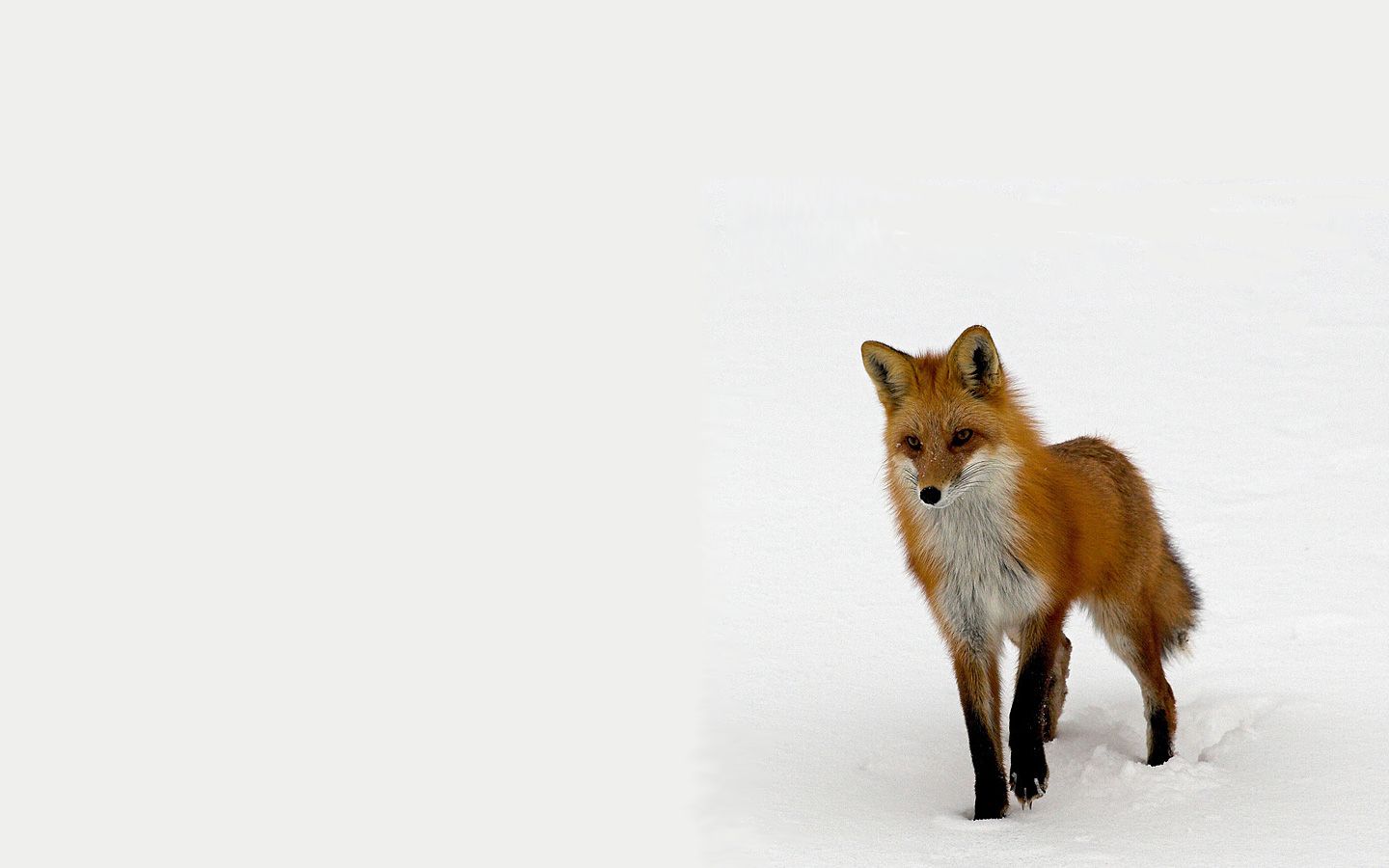 animal, fox 4K, Ultra HD