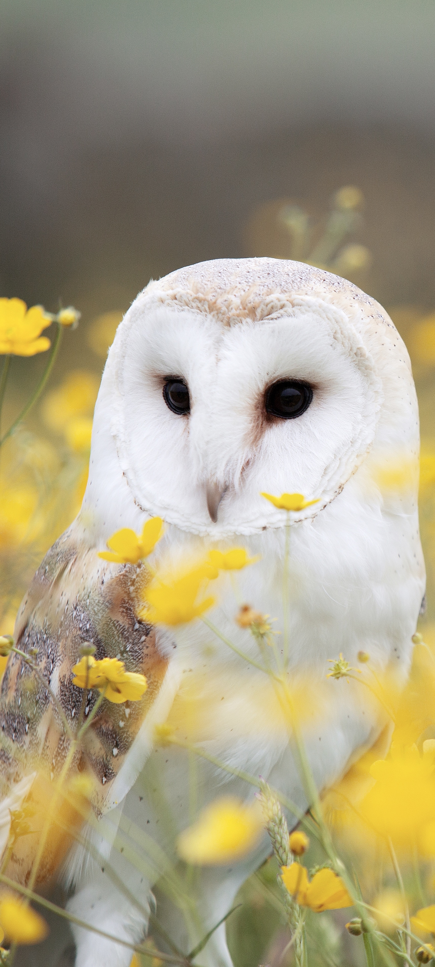 Download mobile wallpaper Birds, Owl, Bird, Animal, Yellow Flower, Barn Owl for free.