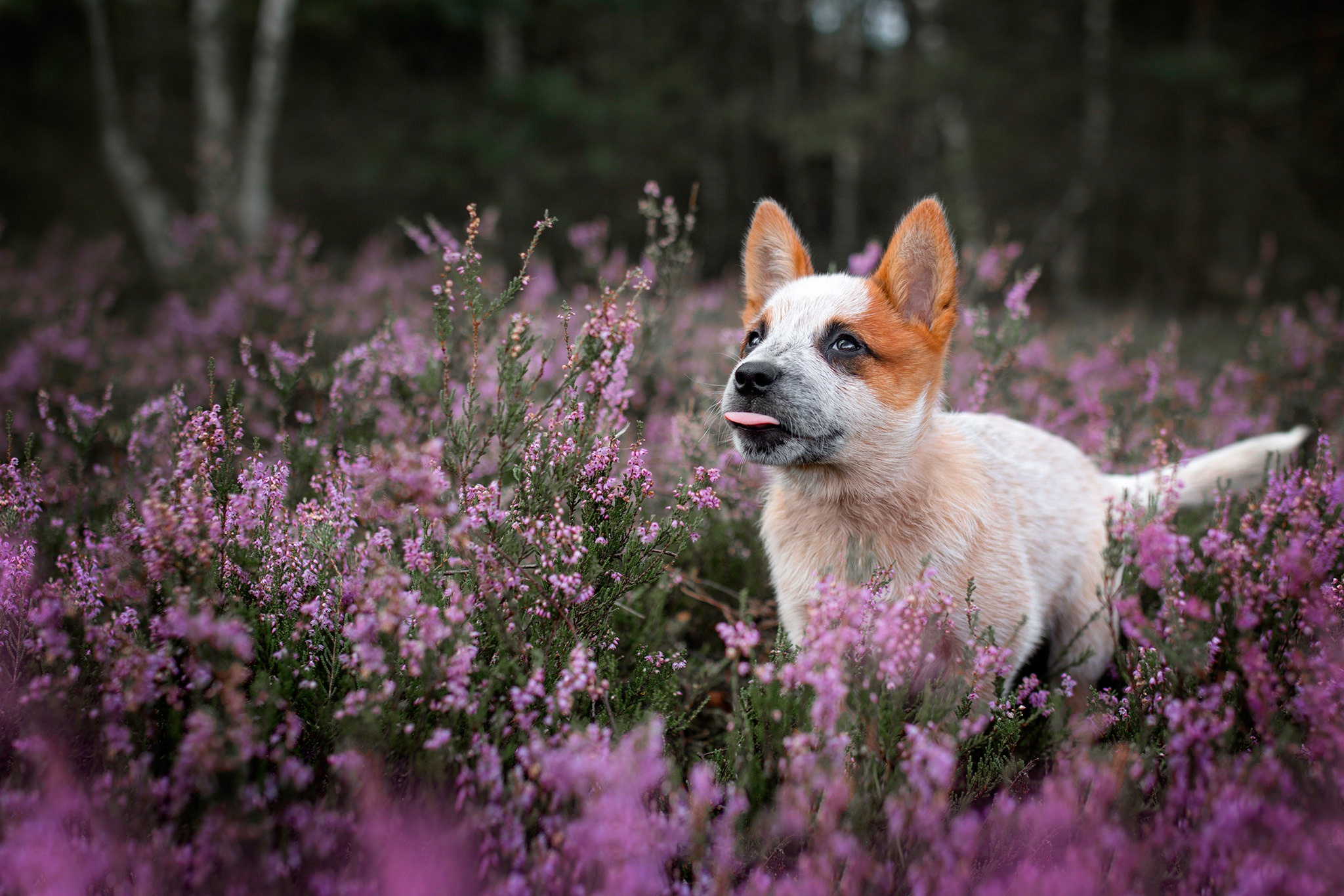 Full HD animal, puppy, baby animal, dog, flower, heather, nature, dogs