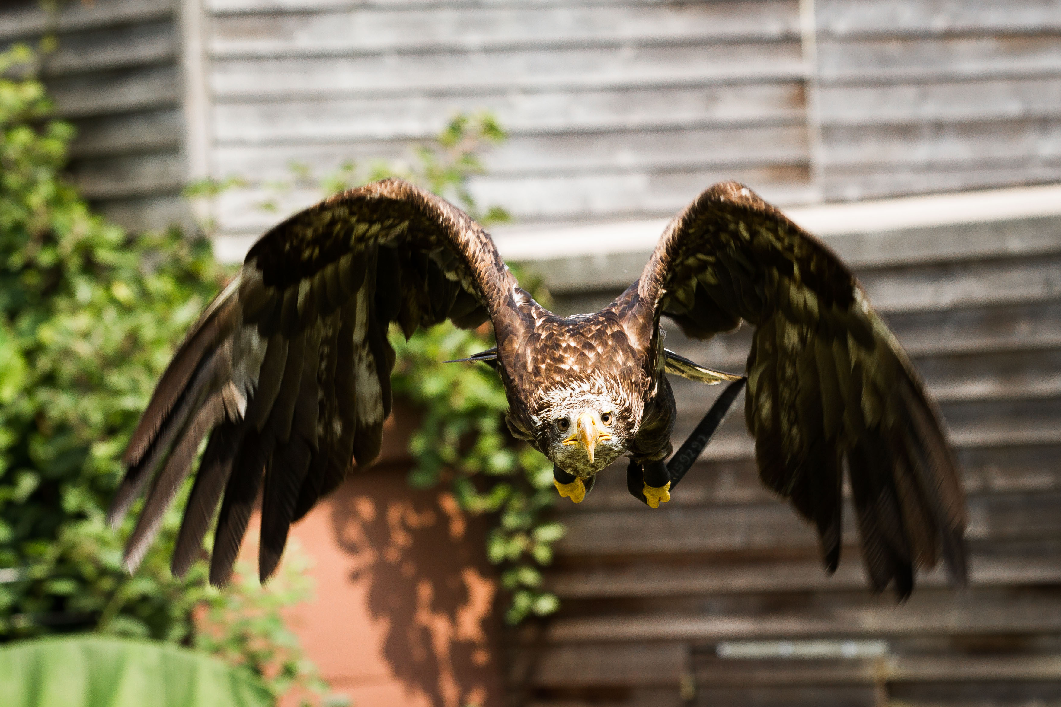 Free download wallpaper Eagle, Birds, Animal on your PC desktop