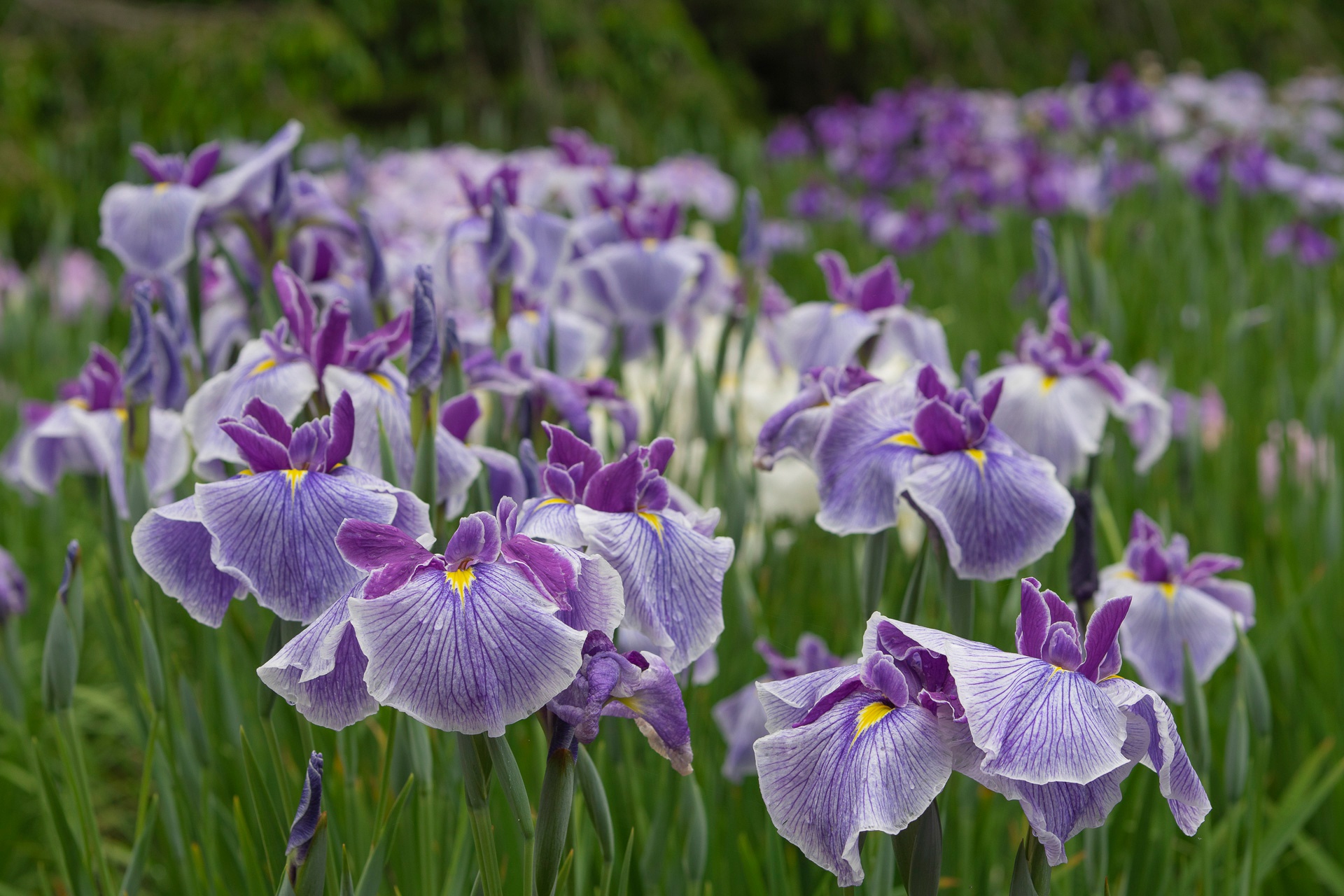 Téléchargez des papiers peints mobile Fleurs, Iris, Fleur, Fleur Mauve, La Nature, Terre/nature gratuitement.