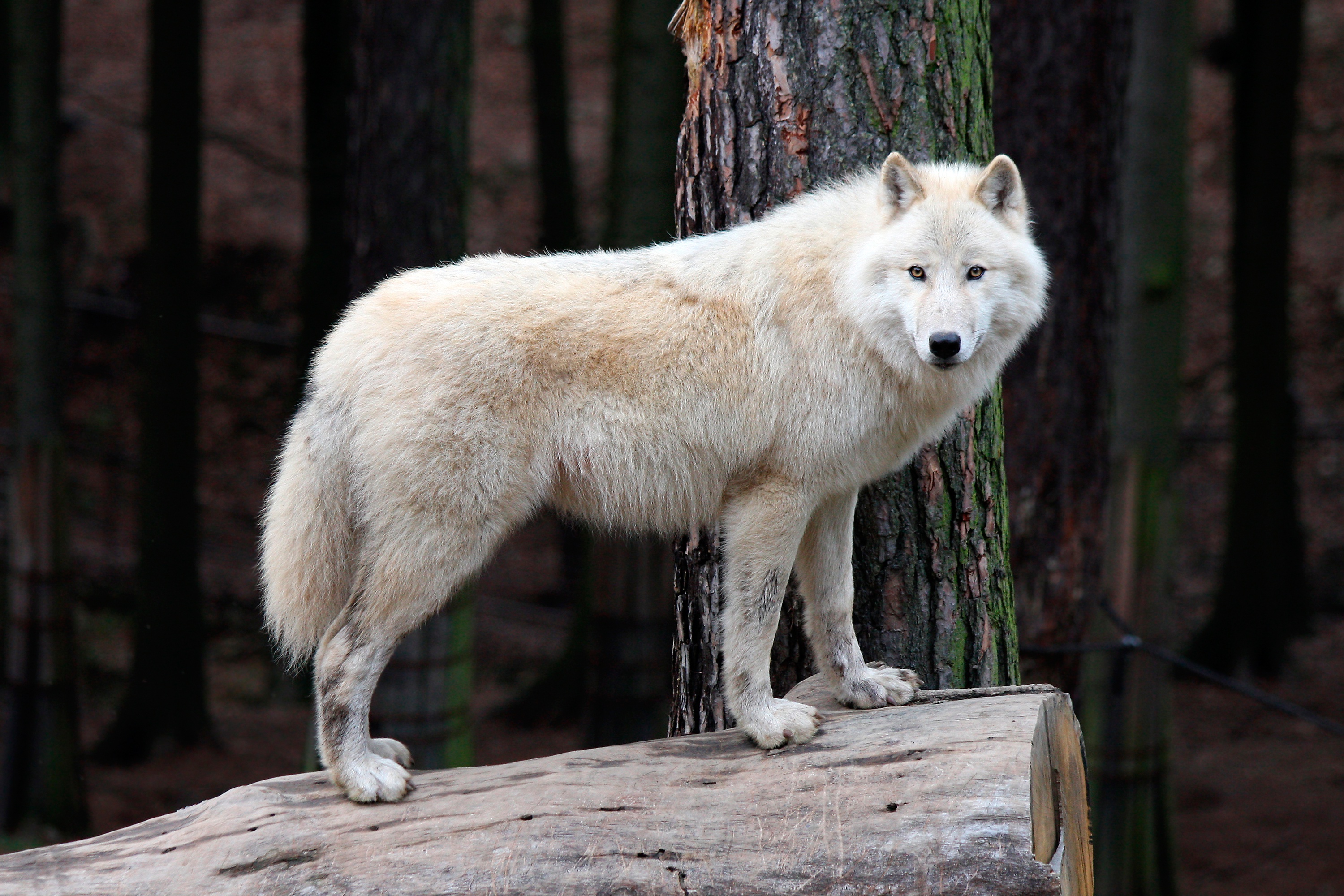 431675 descargar fondo de pantalla animales, lobo, lobo blanco, wolves: protectores de pantalla e imágenes gratis