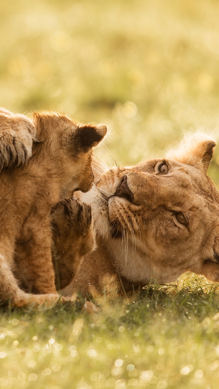 Download mobile wallpaper Cats, Lion, Animal, Baby Animal, Cub for free.