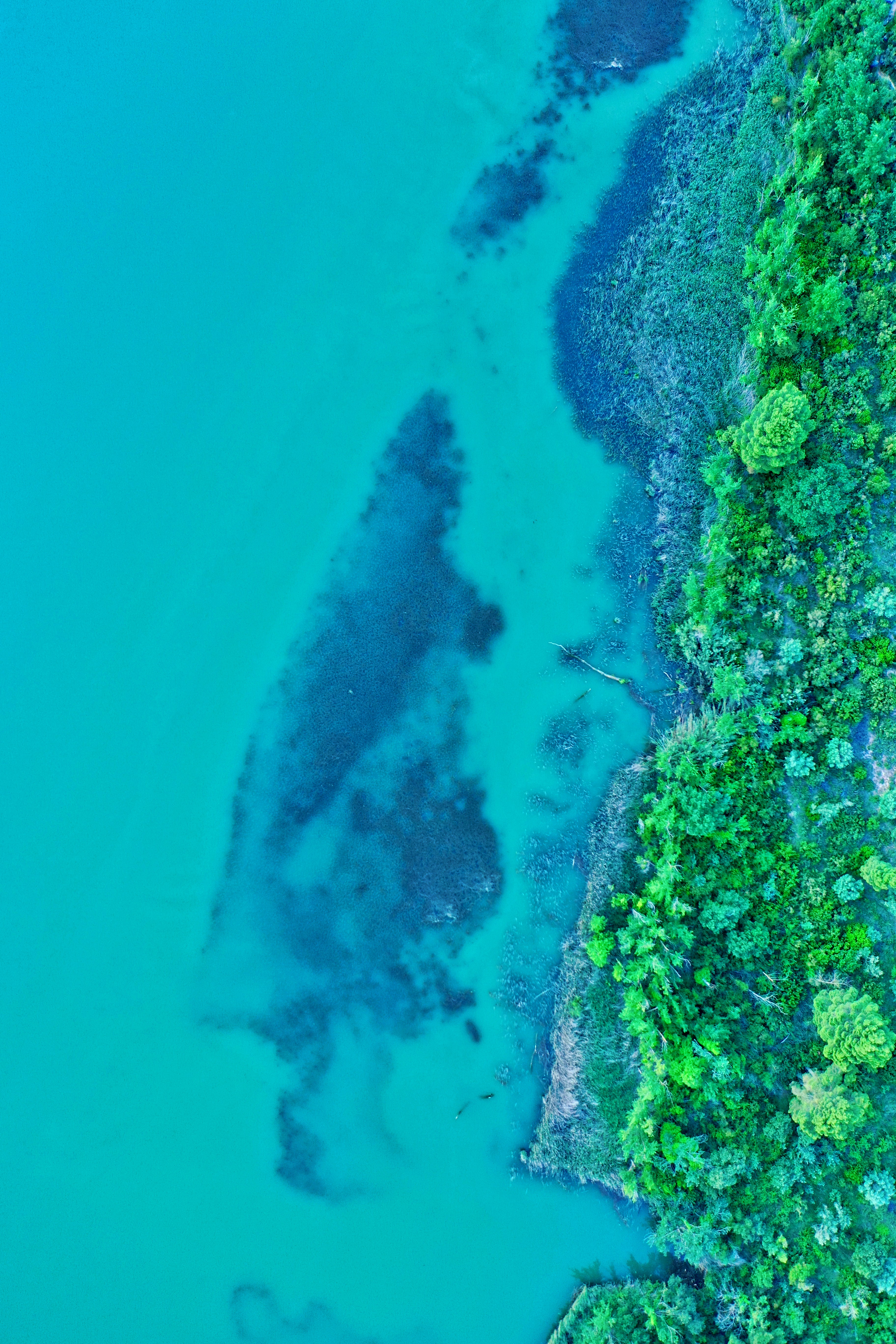 plants, nature, water, view from above, island
