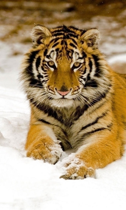 Descarga gratuita de fondo de pantalla para móvil de Animales, Invierno, Gatos, Nieve, Tigre.