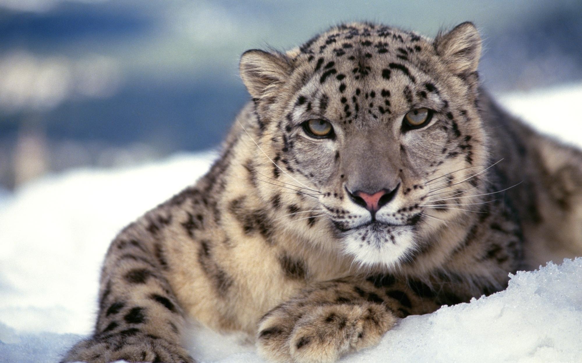Download mobile wallpaper Nice, Sweetheart, Animals, Muzzle, Predator, Snow, Snow Leopard for free.