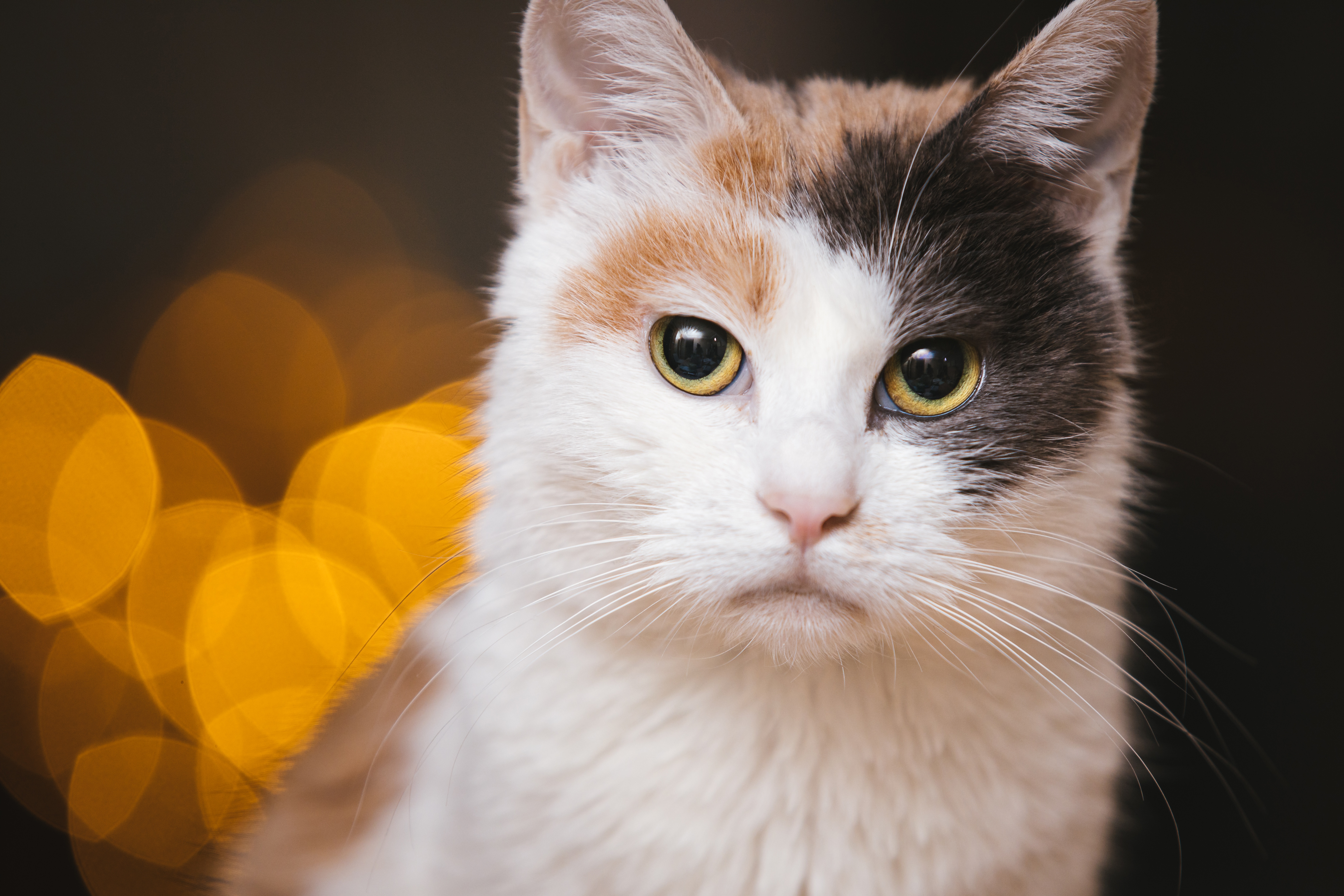 Download mobile wallpaper Cats, Cat, Animal, Bokeh for free.