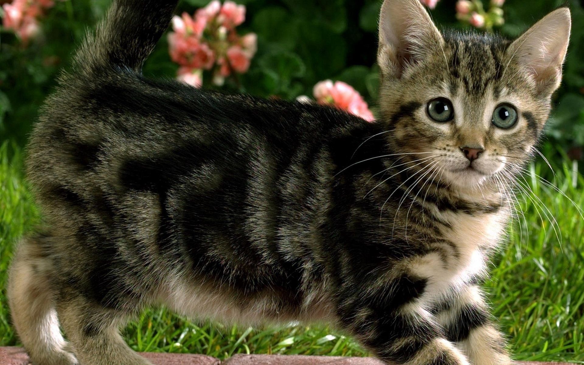 kitten, animals, flowers, grass, kitty, striped Desktop home screen Wallpaper