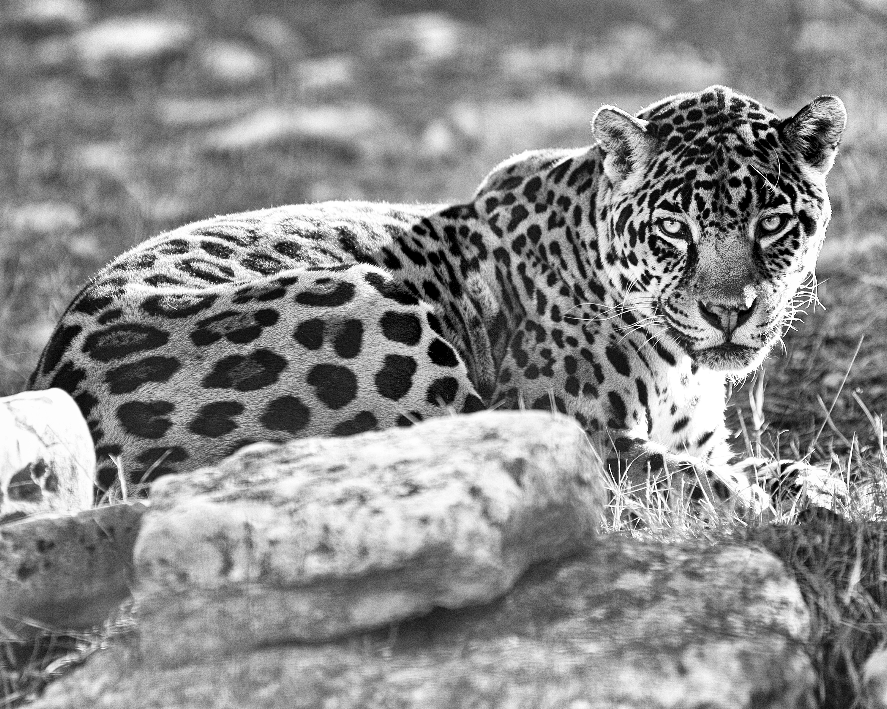 Téléchargez gratuitement l'image Animaux, Chats, Jaguar sur le bureau de votre PC