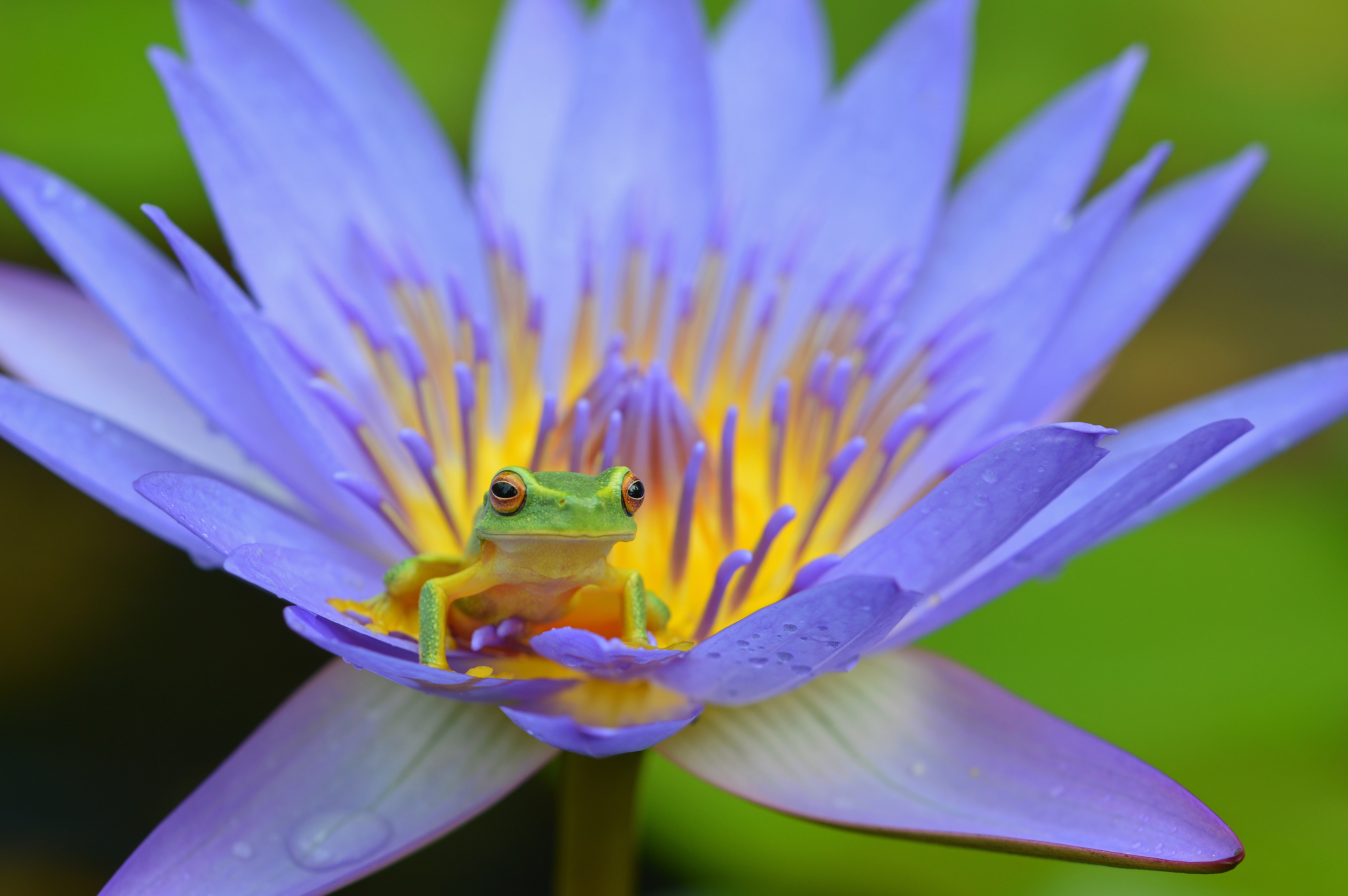 90616 Bild herunterladen tiere, amphibien, lotus, frosch, amphibie - Hintergrundbilder und Bildschirmschoner kostenlos