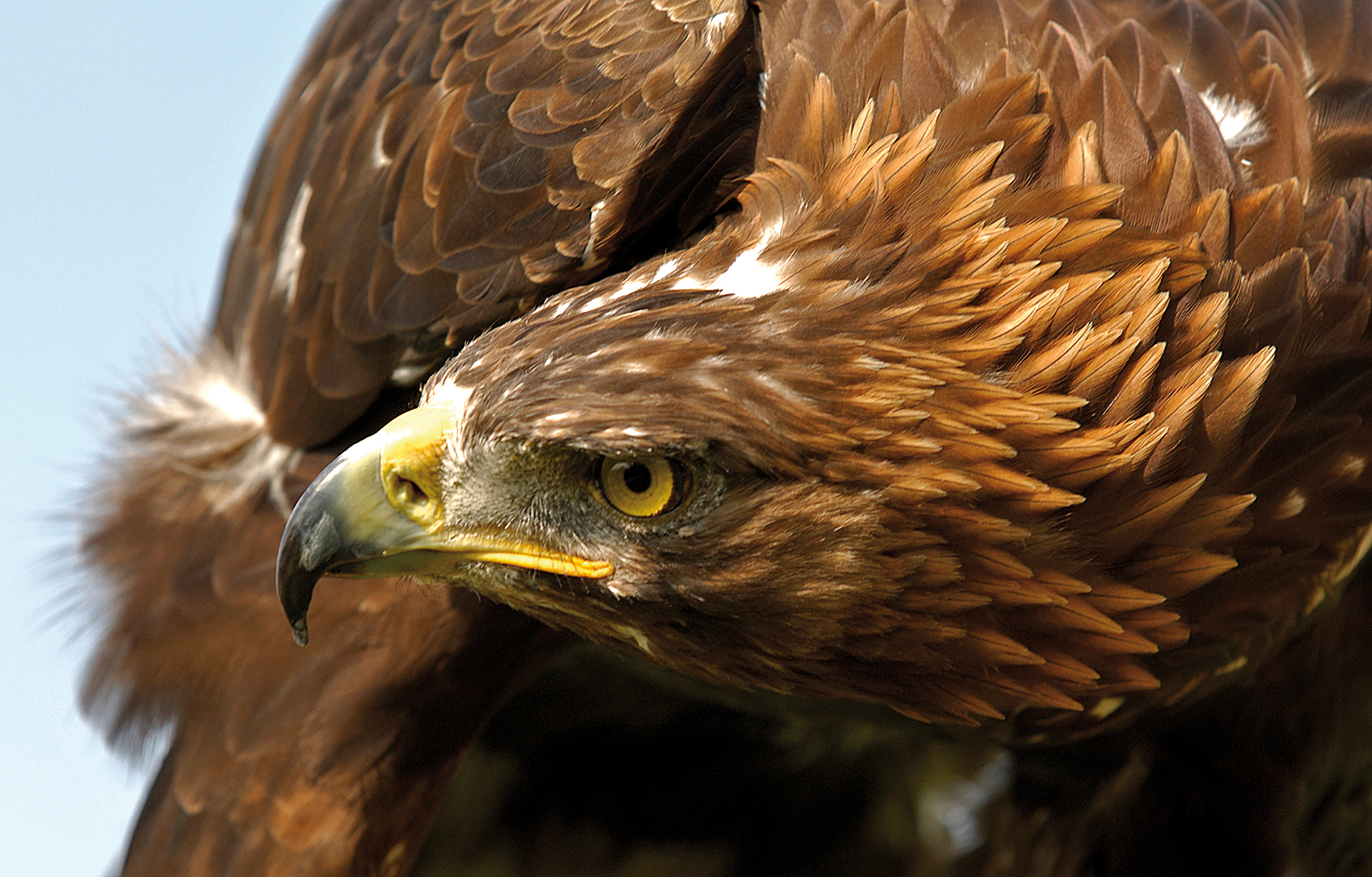 392544 descargar imagen águila real, animales, ave, águila, aves: fondos de pantalla y protectores de pantalla gratis