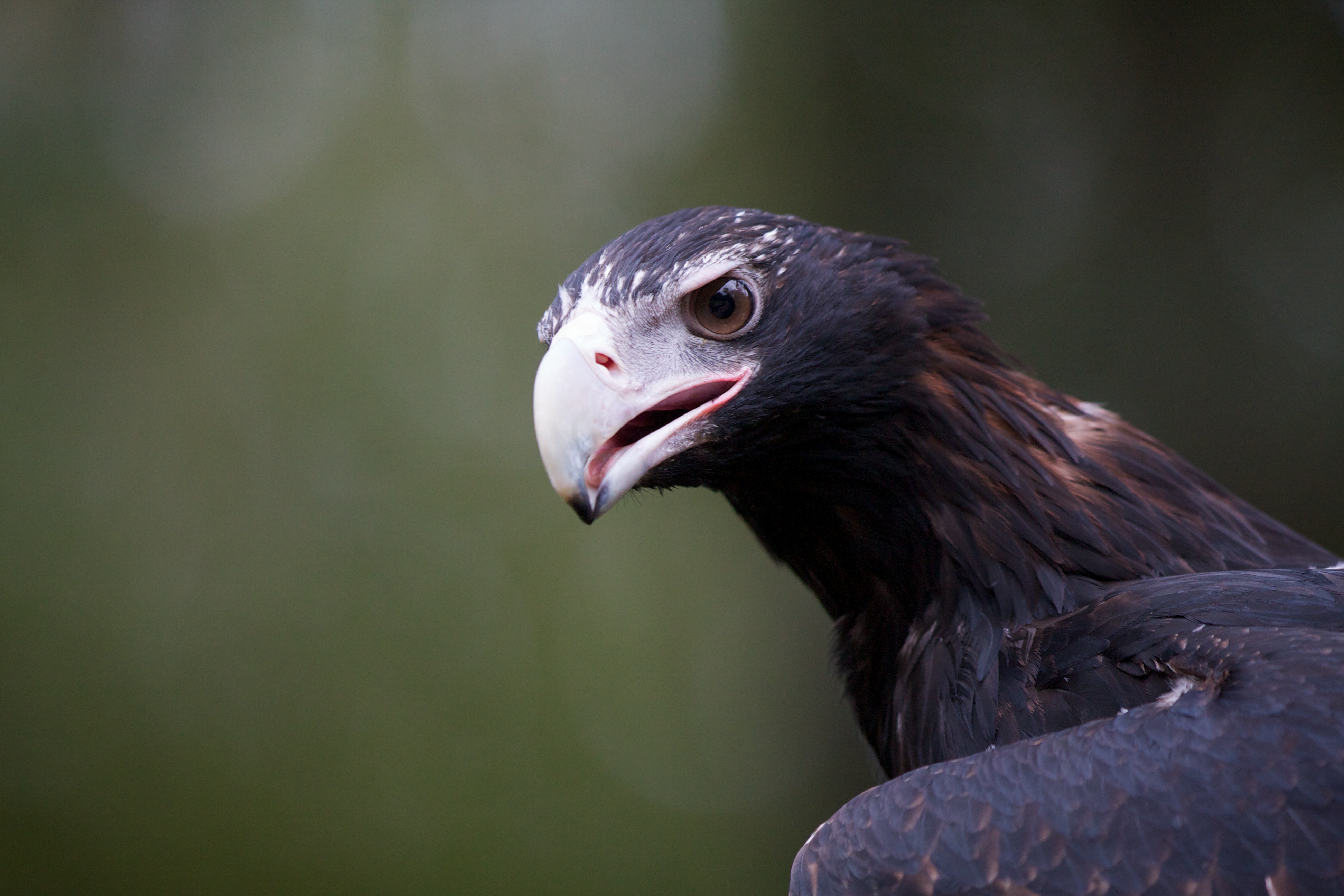 Baixar papel de parede para celular de Animais, Aves, Pássaro gratuito.