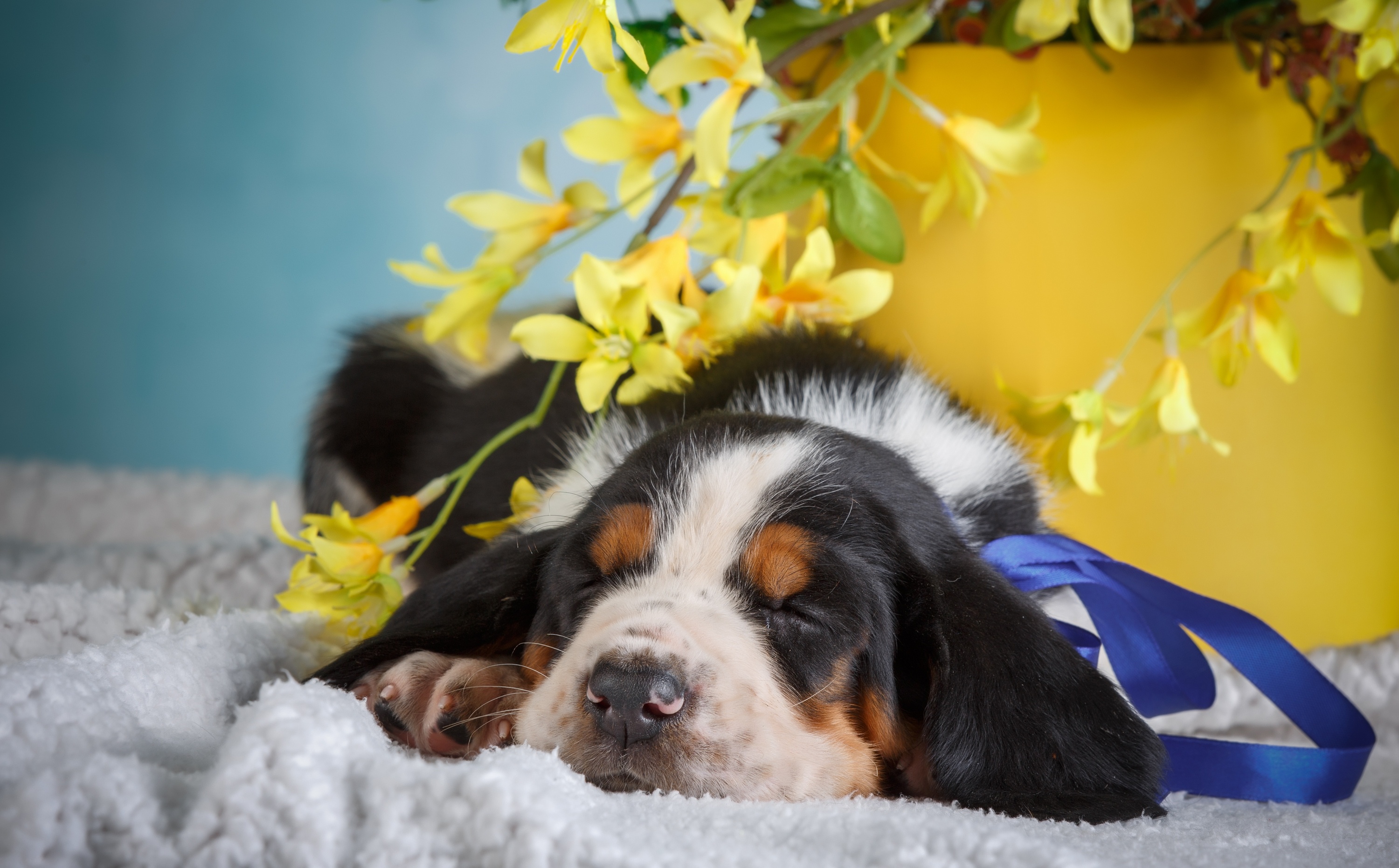 Free download wallpaper Dogs, Dog, Animal, Puppy, Sleeping, Baby Animal on your PC desktop