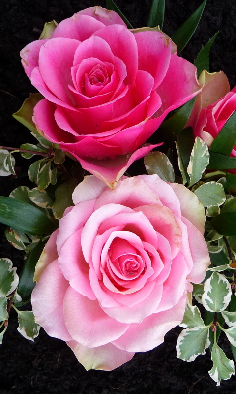 Download mobile wallpaper Flowers, Flower, Rose, Leaf, Earth, Pink Flower, Pink Rose for free.