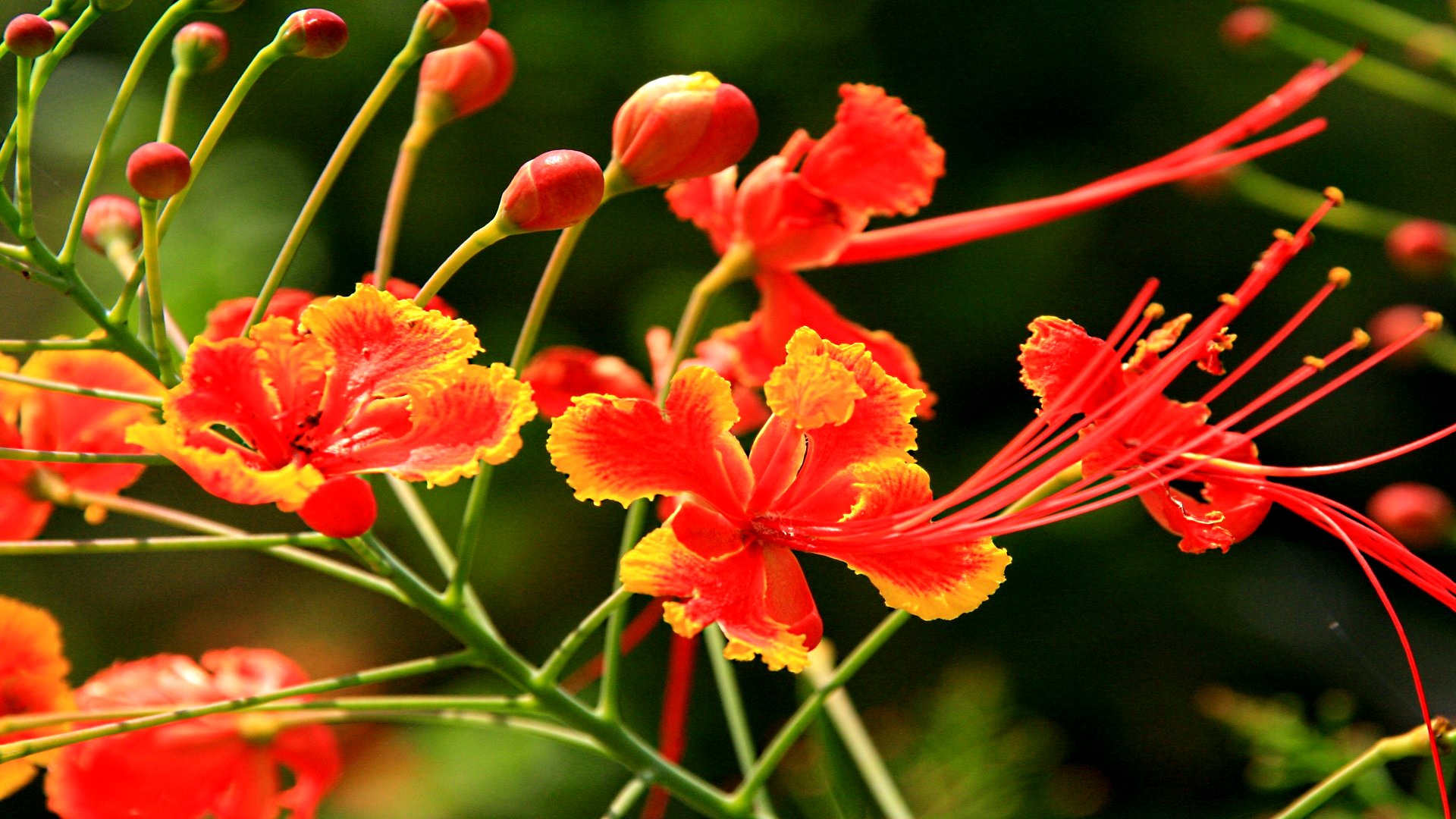 Descarga gratuita de fondo de pantalla para móvil de Flores, Flor, Tierra/naturaleza.