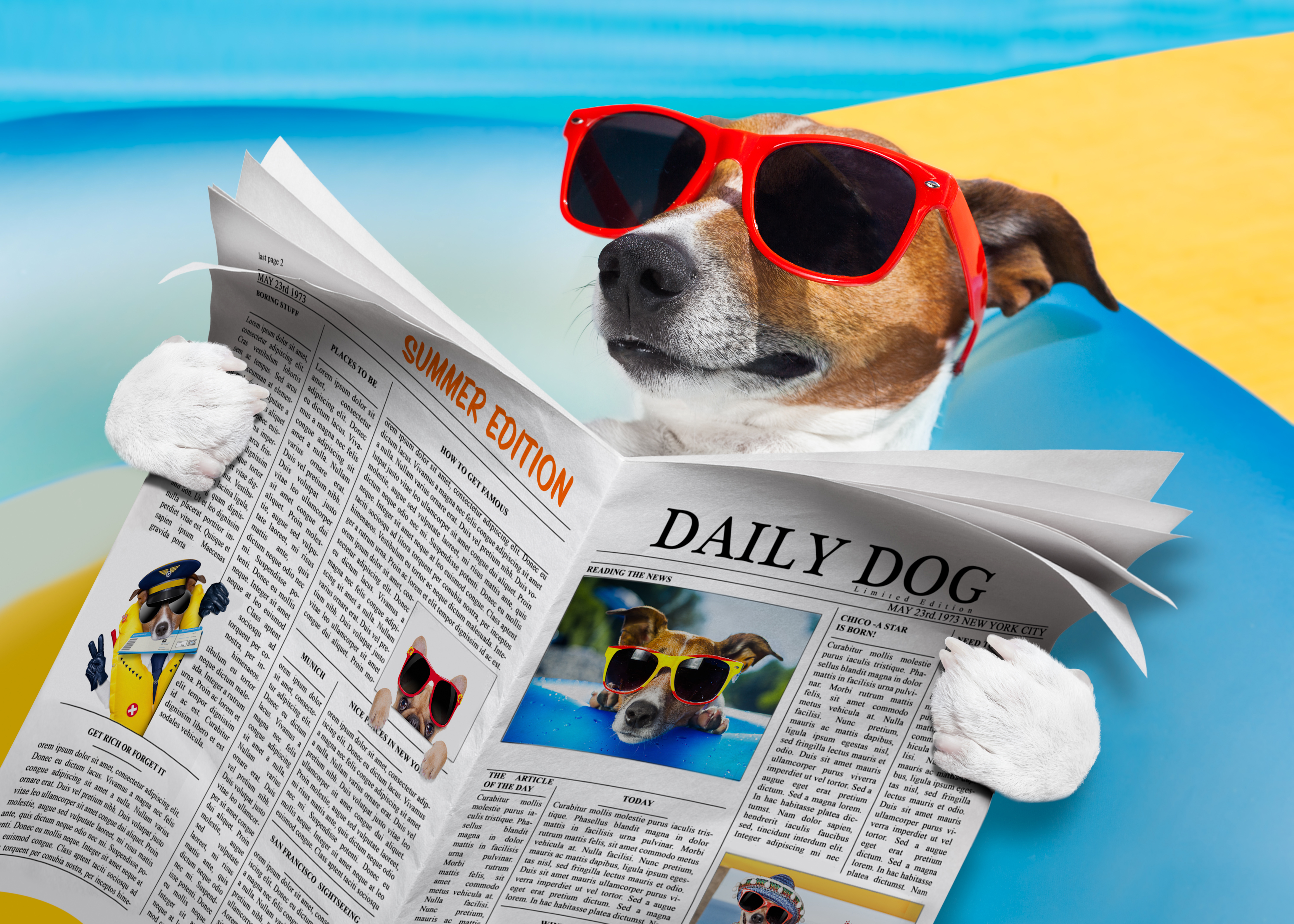 Laden Sie Jack Russell Terrier HD-Desktop-Hintergründe herunter