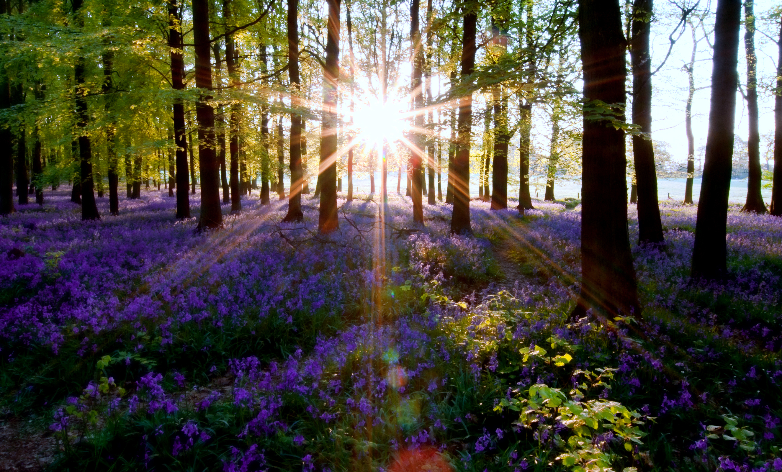 Laden Sie das Wald, Szene, Sonnenstrahl, Erde/natur-Bild kostenlos auf Ihren PC-Desktop herunter