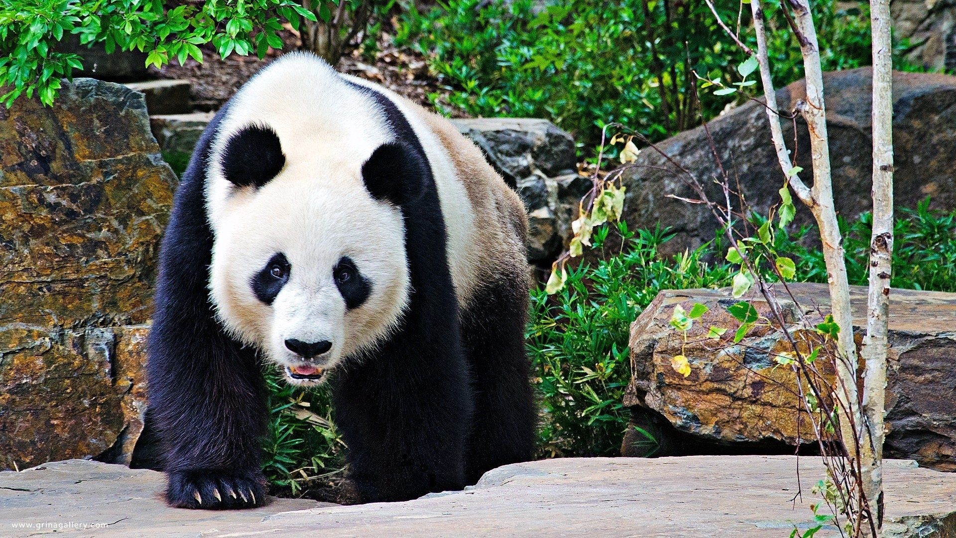 99487 скачать картинку панда, животные, камни, ветки, прогулка, большой - обои и заставки бесплатно