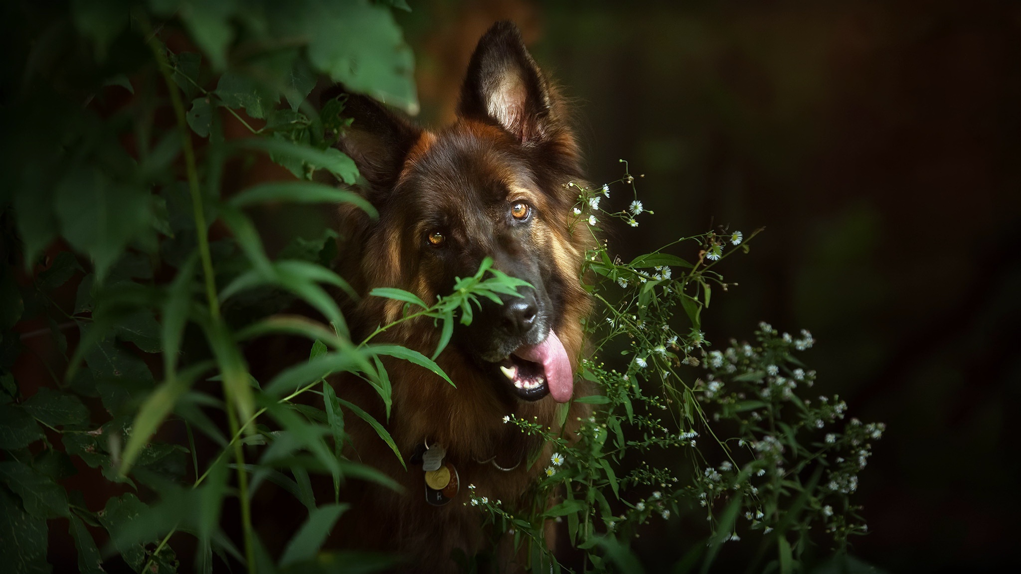 Download mobile wallpaper Dogs, Dog, Animal, German Shepherd, Stare for free.