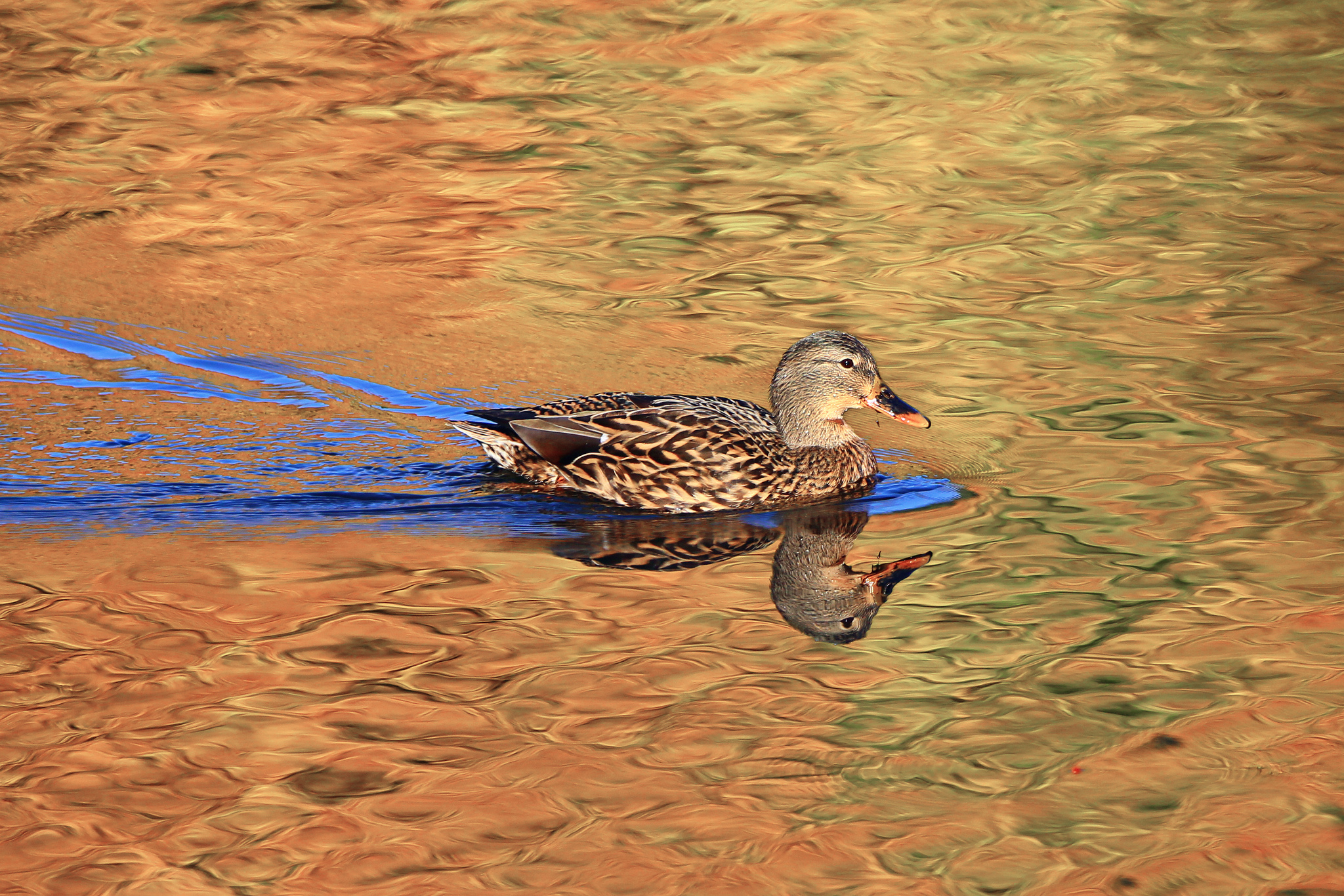 Download mobile wallpaper Birds, Reflection, Bird, Animal, Duck, Mallard for free.