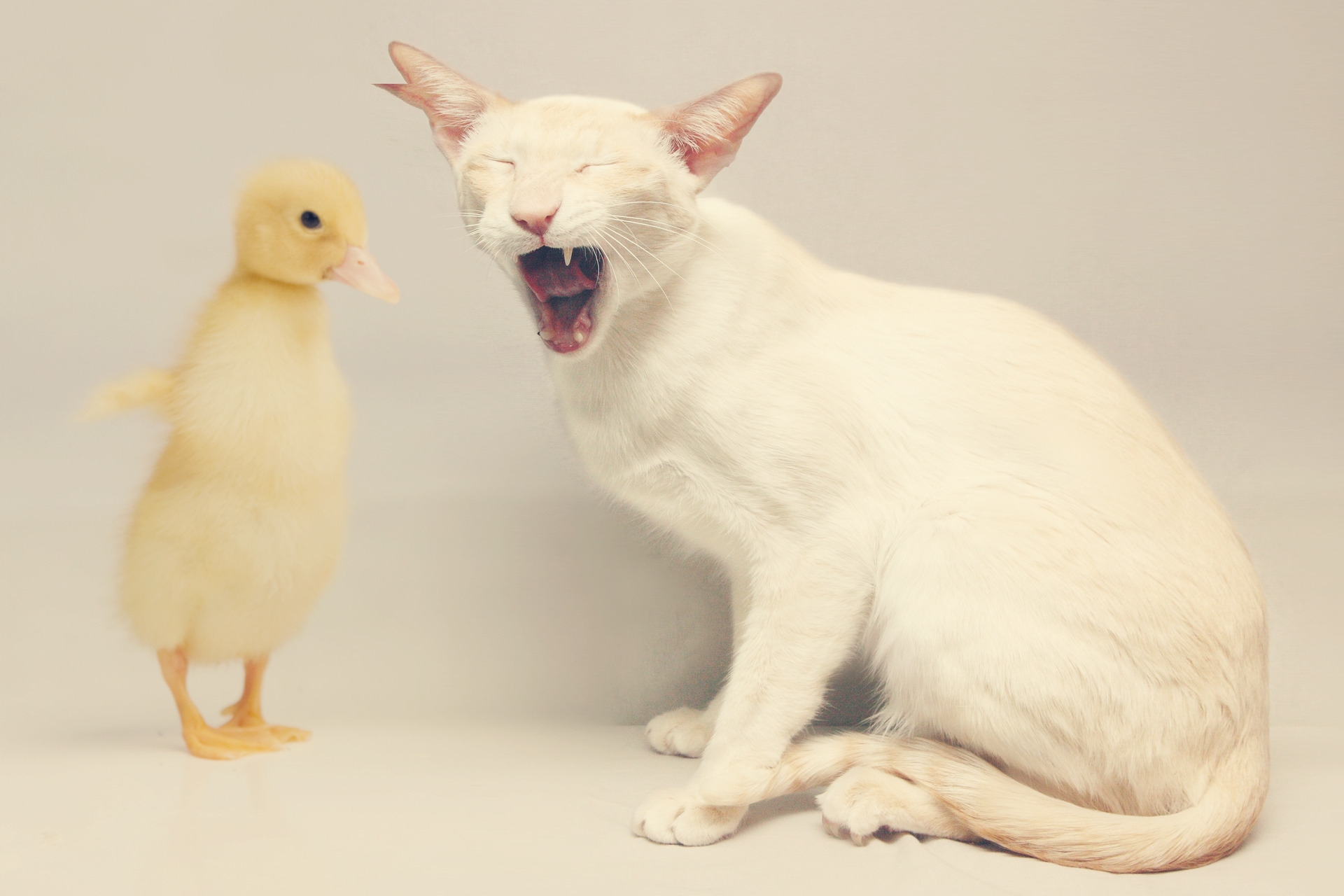animals, friendship, white, yellow, cat, duck