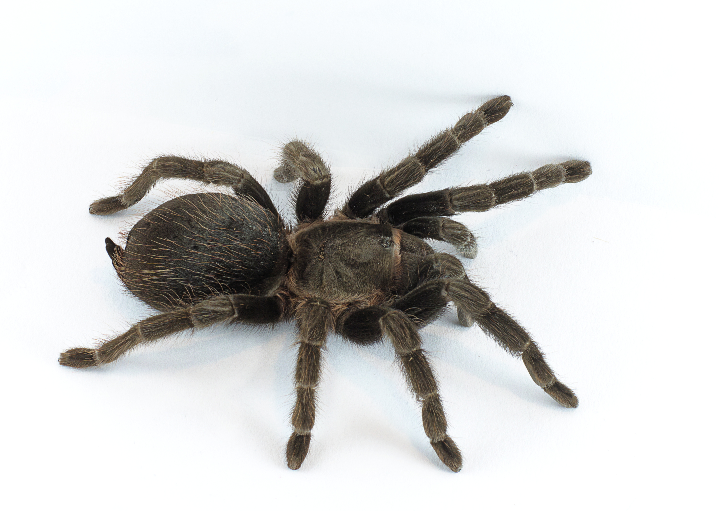 426416 завантажити картинку тварина, тарантул, павукоподібні, павук, павуки - шпалери і заставки безкоштовно
