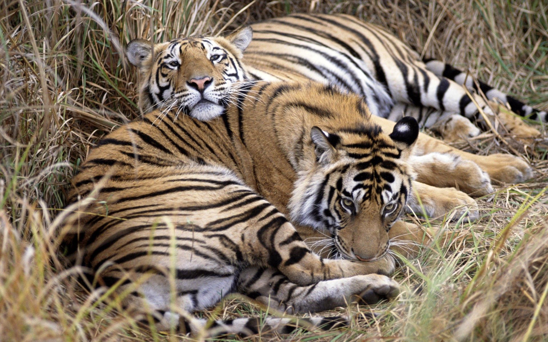 Free download wallpaper Grass, Pair, To Lie Down, Lie, Animals, Couple, Care, Tigers on your PC desktop