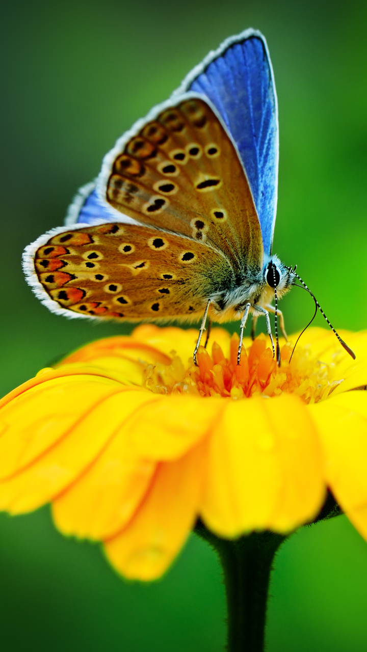 Téléchargez des papiers peints mobile Animaux, Fleur, Macro, Insecte, Papillon, Fleur Jaune gratuitement.