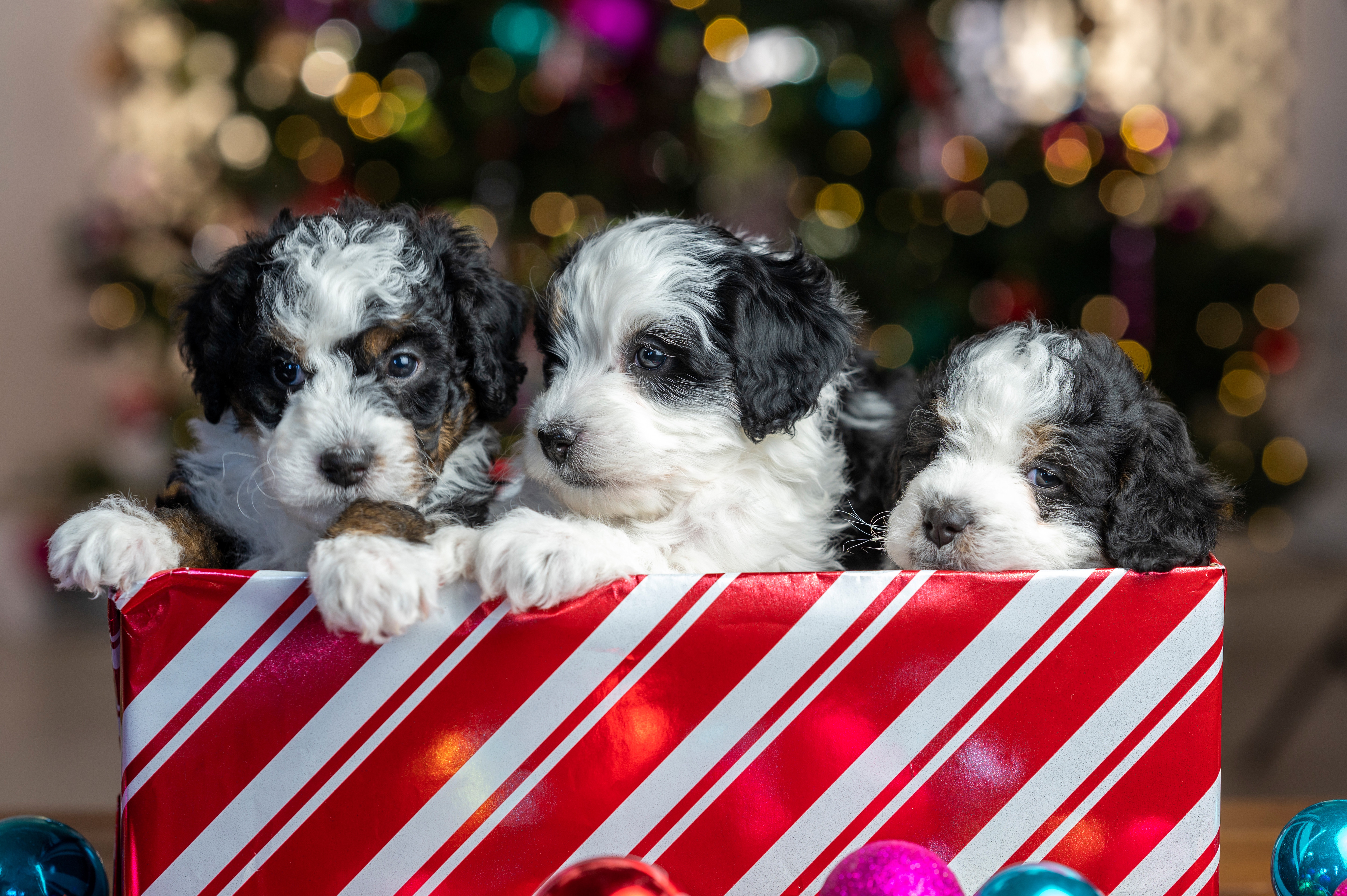Download mobile wallpaper Dogs, Dog, Christmas, Animal, Puppy, Baby Animal for free.