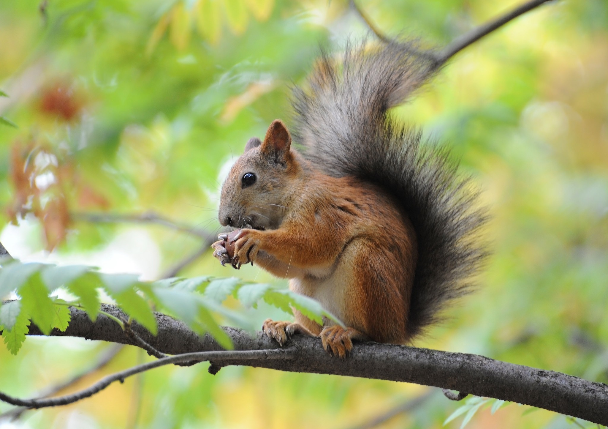 Download mobile wallpaper Squirrel, Branch, Animal for free.