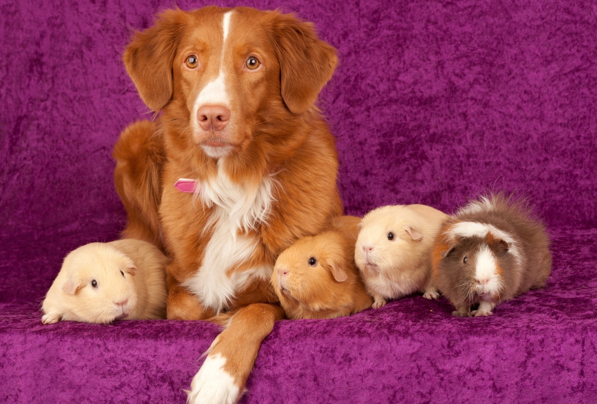 animal, pets, dog, guinea pig, muzzle, rodent