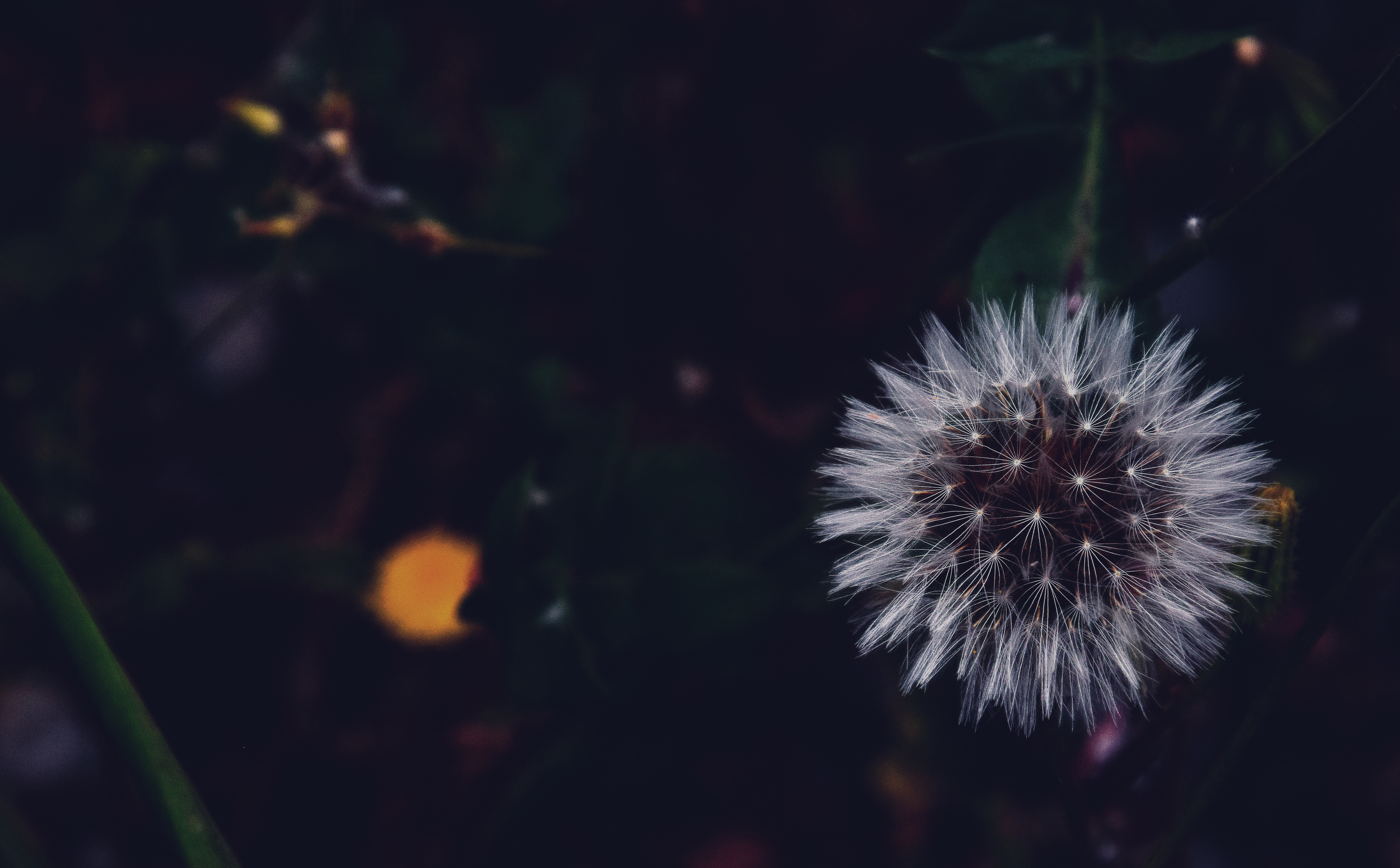 dandelion, white, flower, macro, fluffy QHD