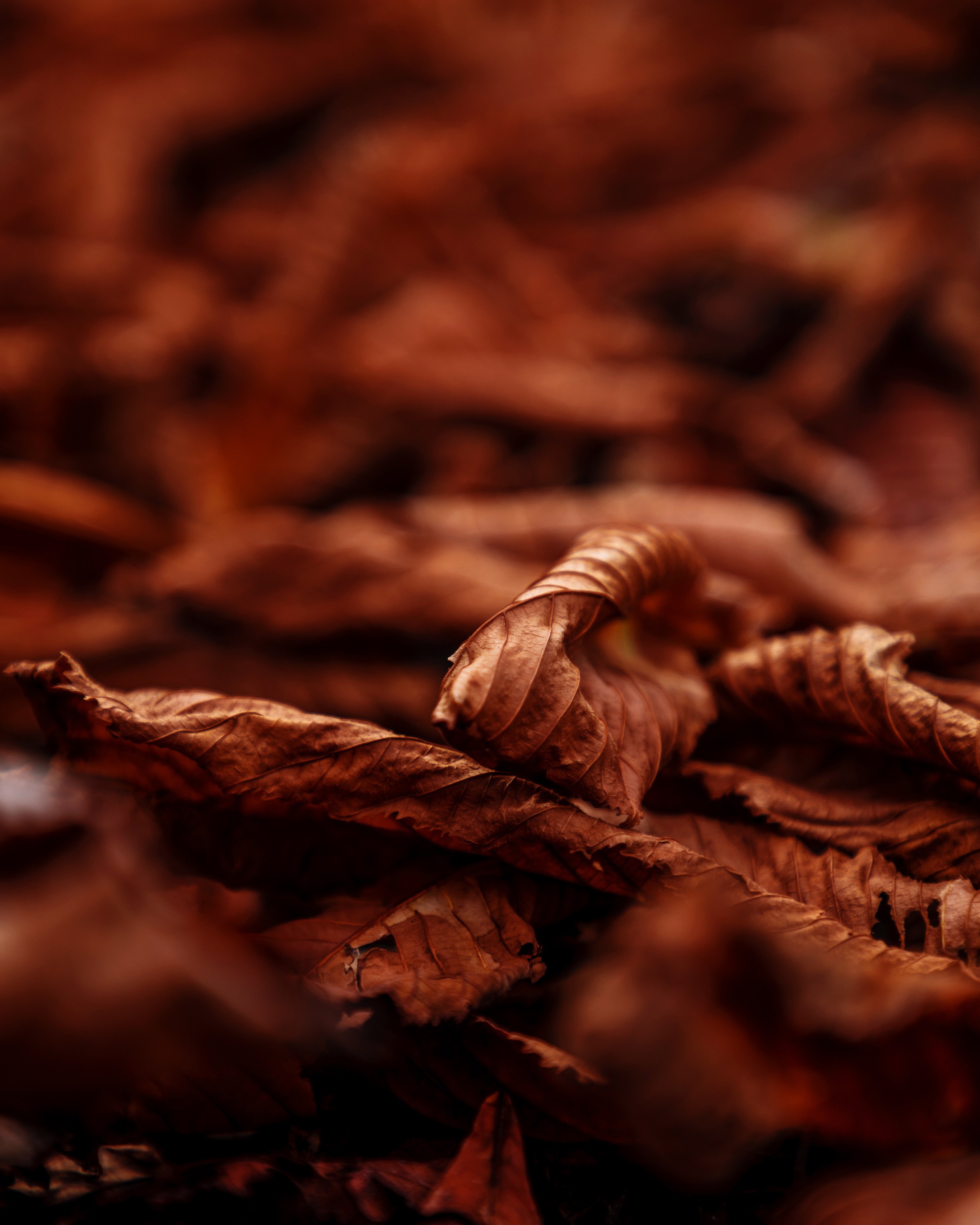 Download mobile wallpaper Leaves, Dry, Macro, Brown, Autumn for free.