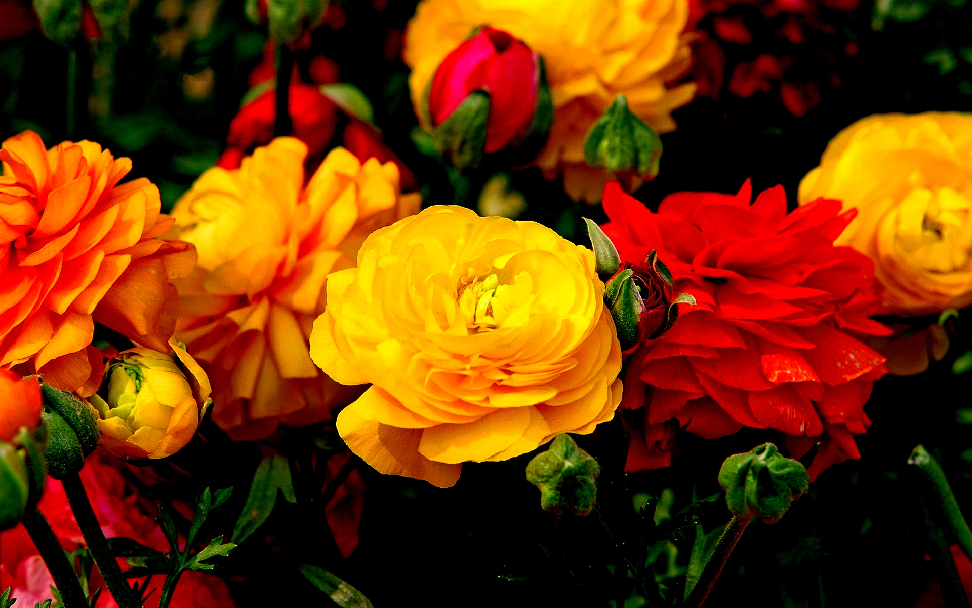 Скачать обои бесплатно Цветок, Весна, Желтый Цветок, Красный Цветок, Земля/природа, Флауэрсы картинка на рабочий стол ПК