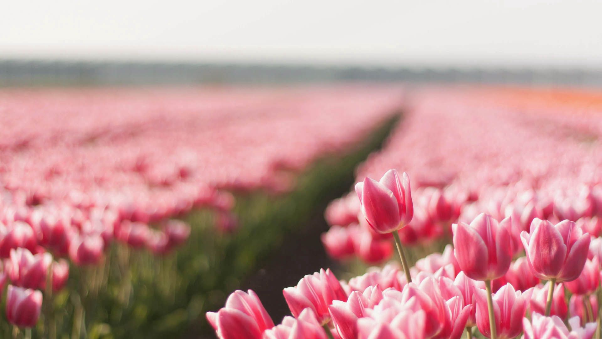Téléchargez des papiers peints mobile Plante, Planter, Domaine, Champ, Rayé, Tulipes, Fleurs gratuitement.