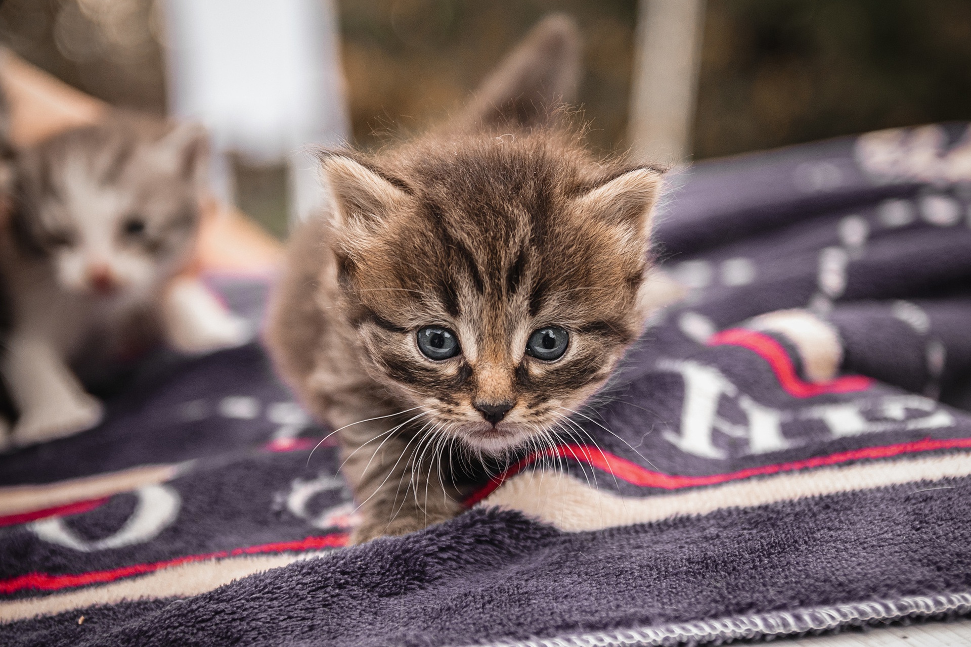 Baixar papel de parede para celular de Animais, Gatos, Gato, Gatinho, Animal Bebê gratuito.