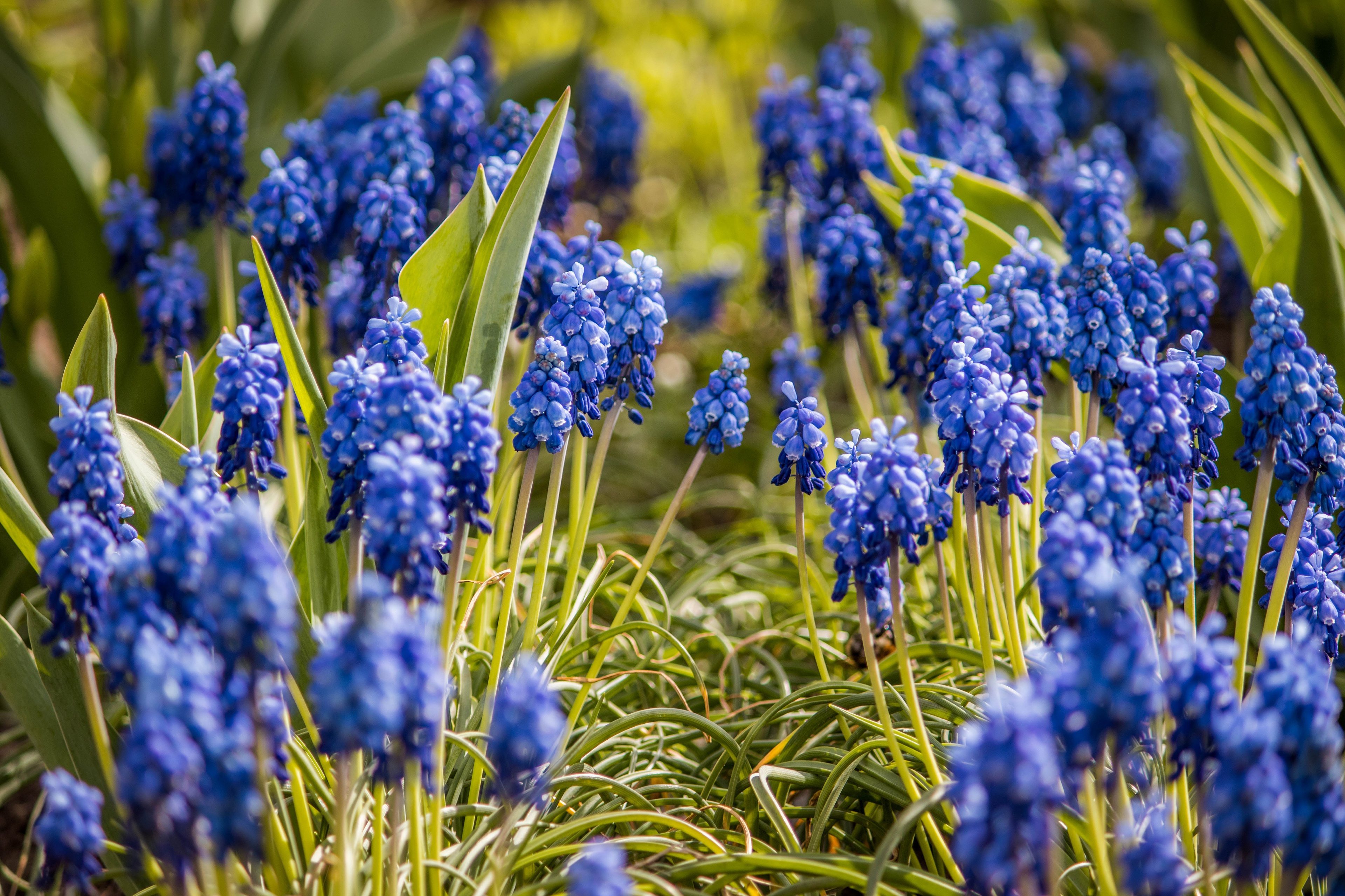 Free download wallpaper Flowers, Hyacinth, Flower, Earth, Spring on your PC desktop