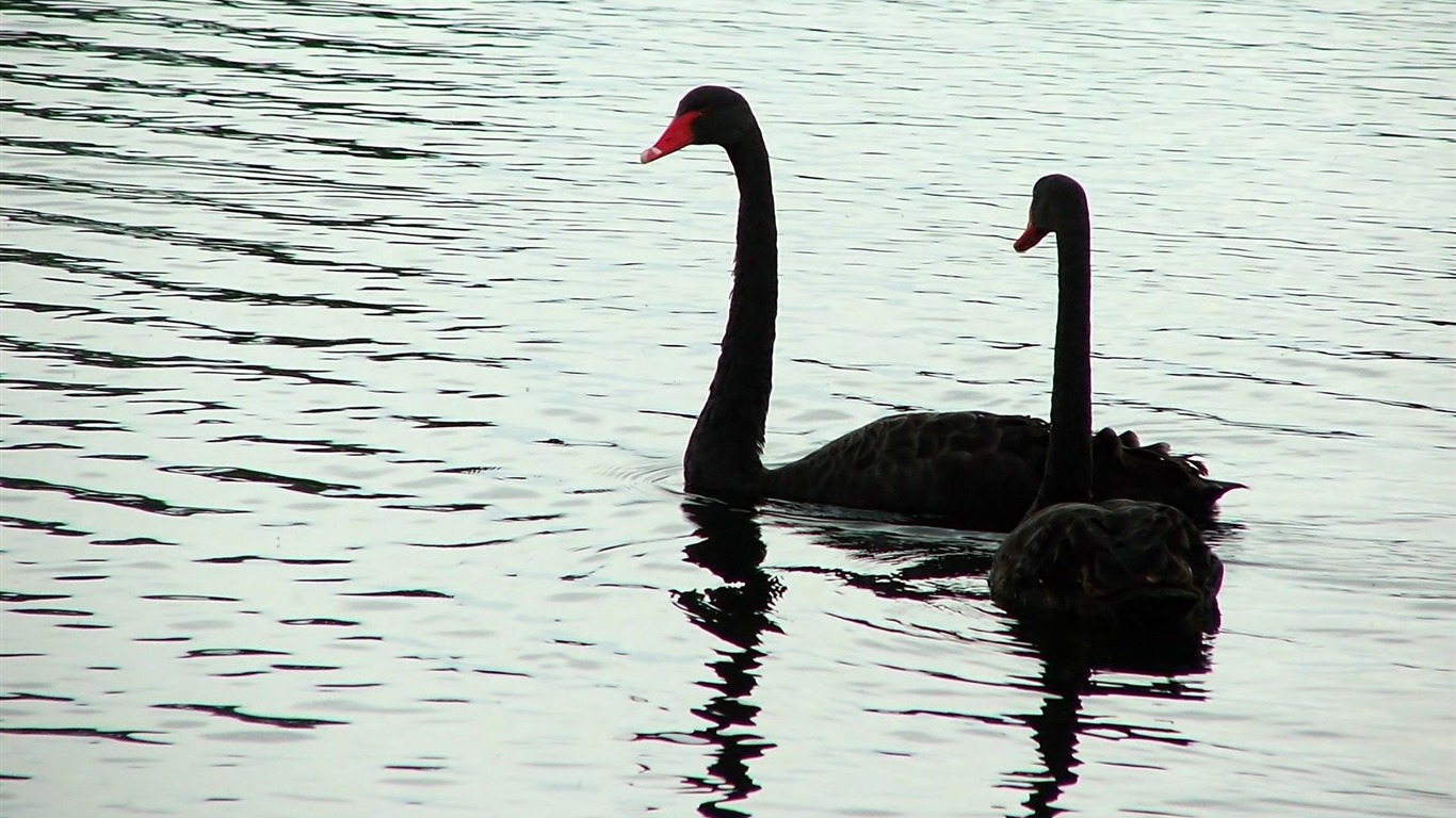 animal, black swan, swan, birds