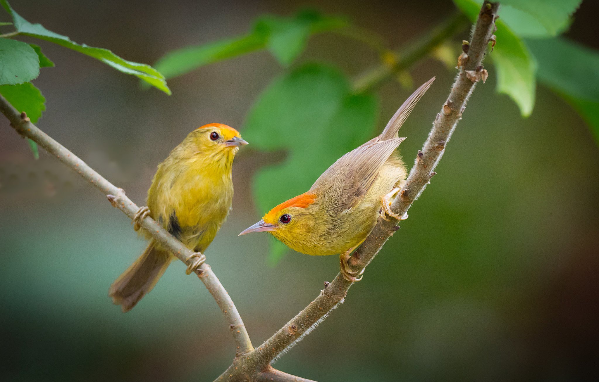 無料モバイル壁紙動物, 鳥をダウンロードします。