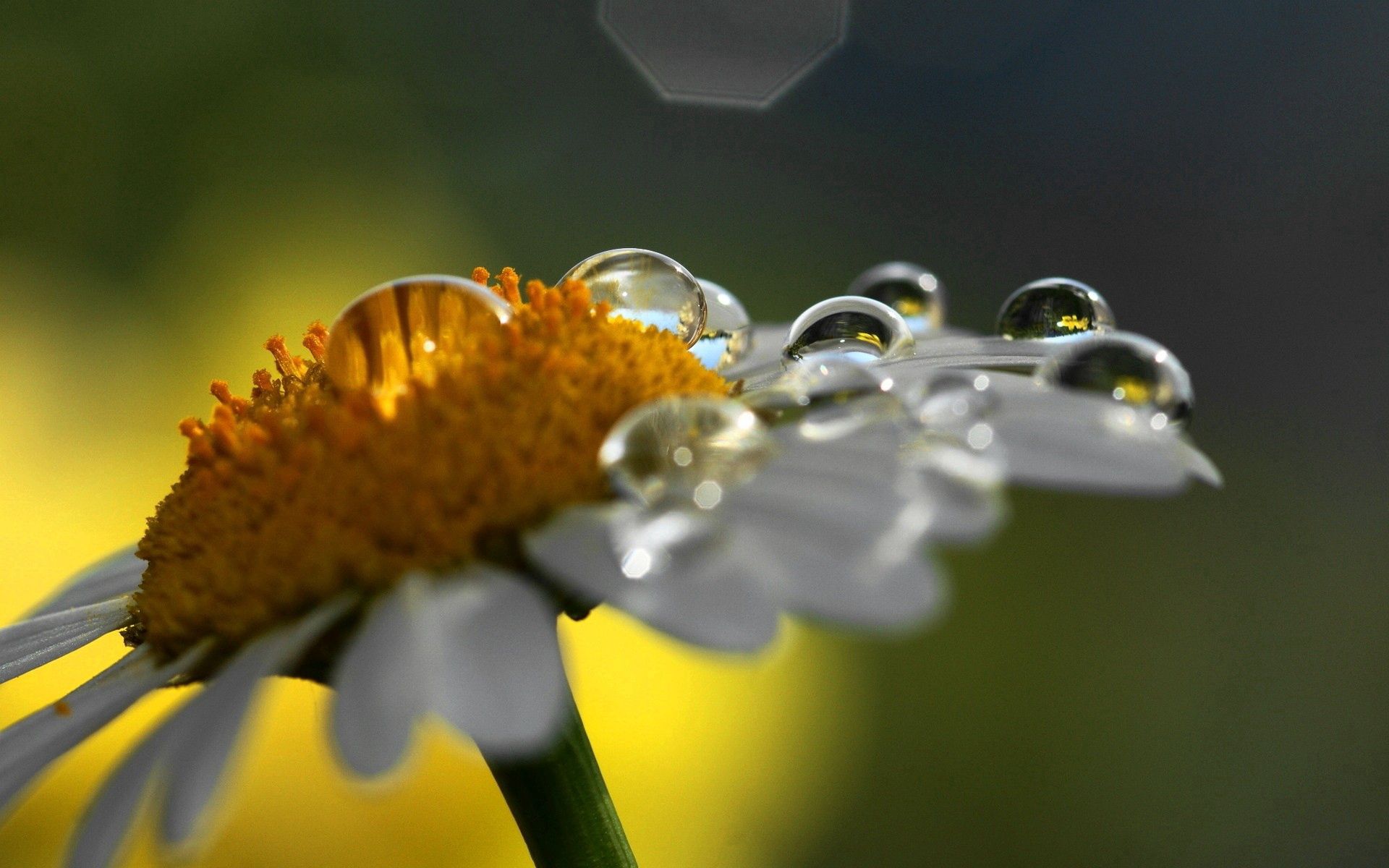 Download mobile wallpaper Drops, Chamomile, Macro, Shadow, Camomile, Flower for free.