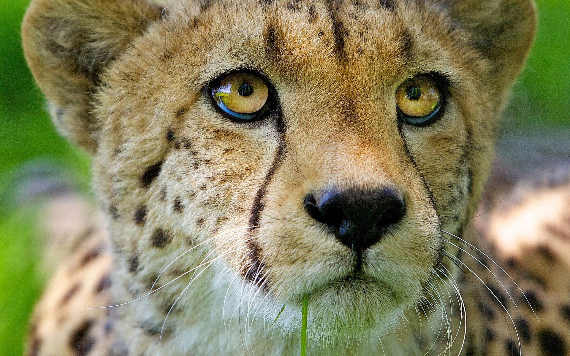 cheetah, animals, young, muzzle, close up, joey, nose 1080p