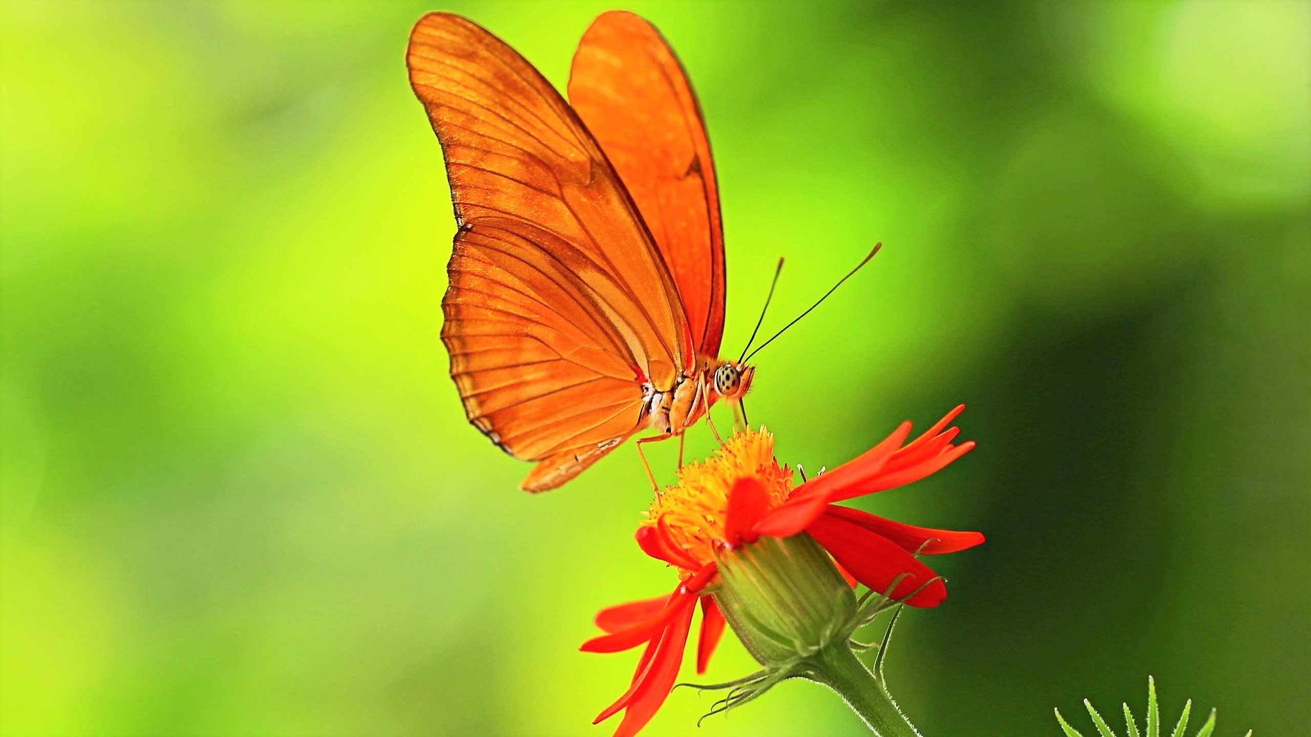 Download mobile wallpaper Flower, Macro, Insect, Butterfly, Animal, Orange (Color) for free.